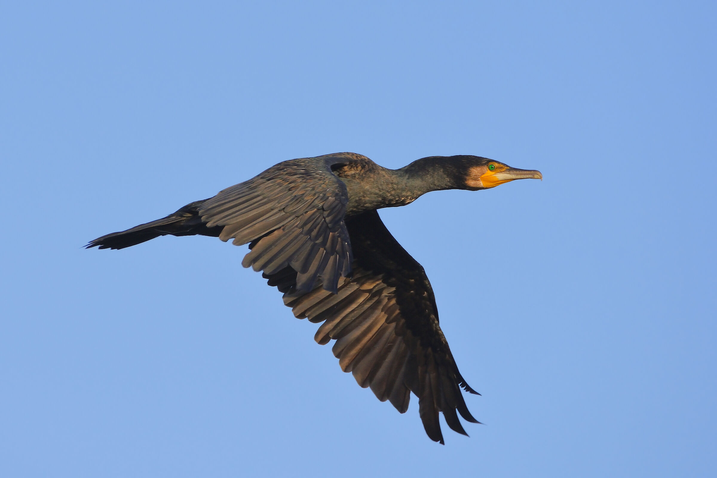 Cormorant