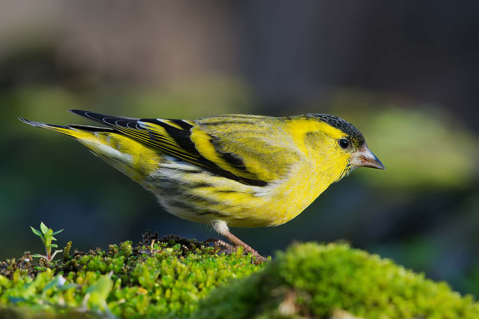 Lucherino (Carduelis spinus).