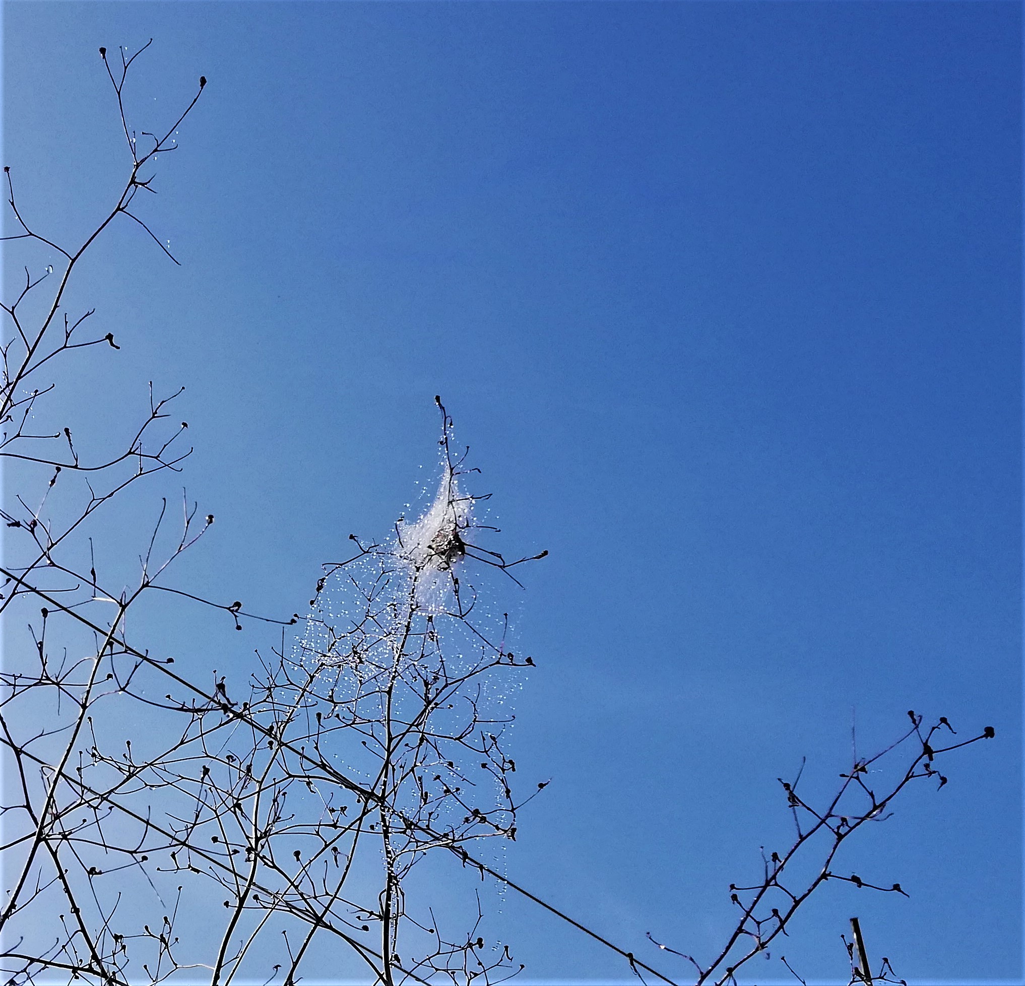 rugiada del mattino...