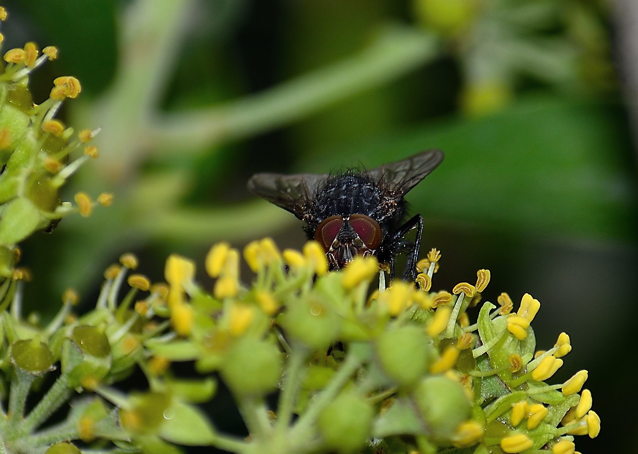 Mosca che si abbuffa...