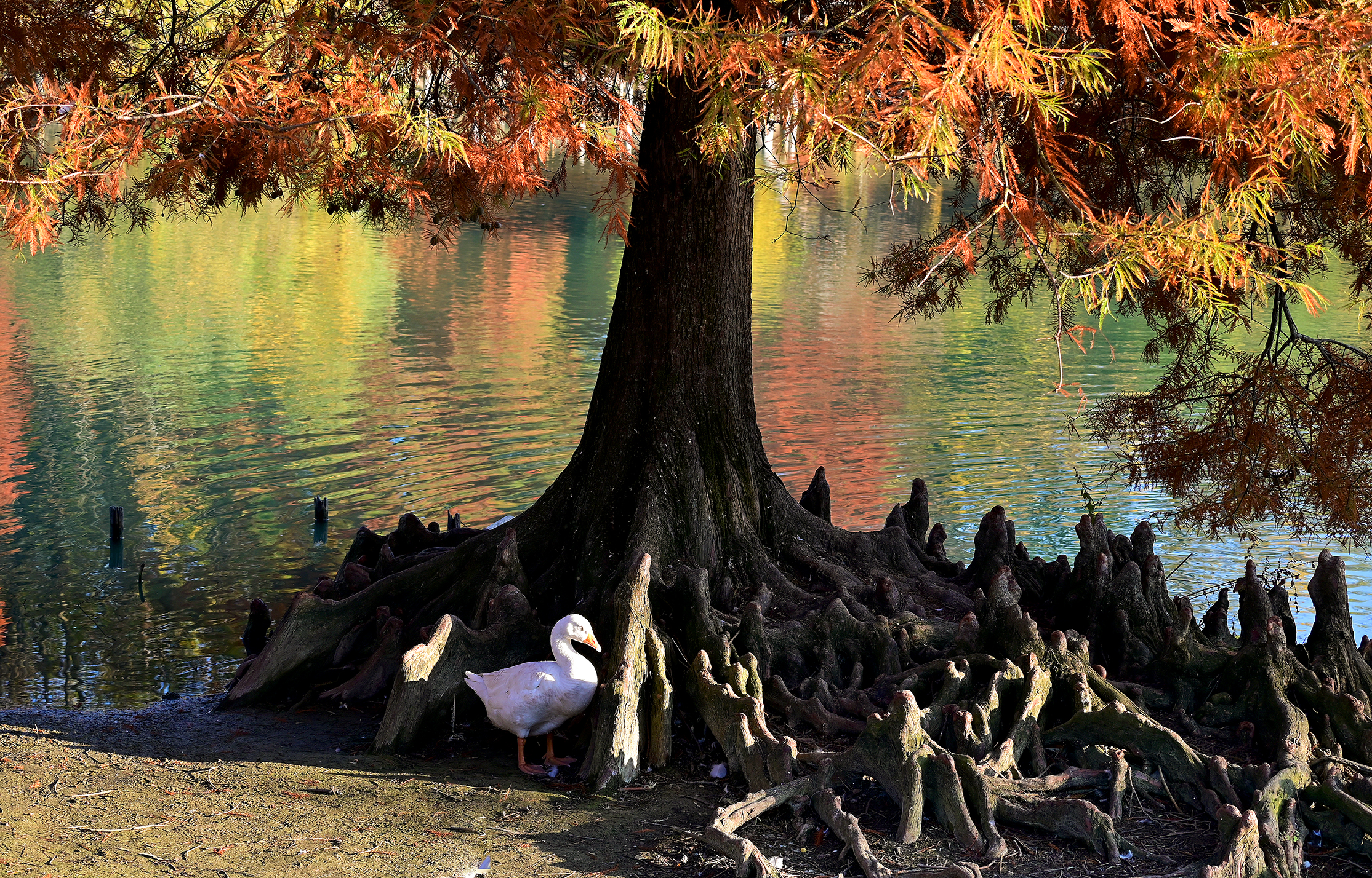 The colors of autumn