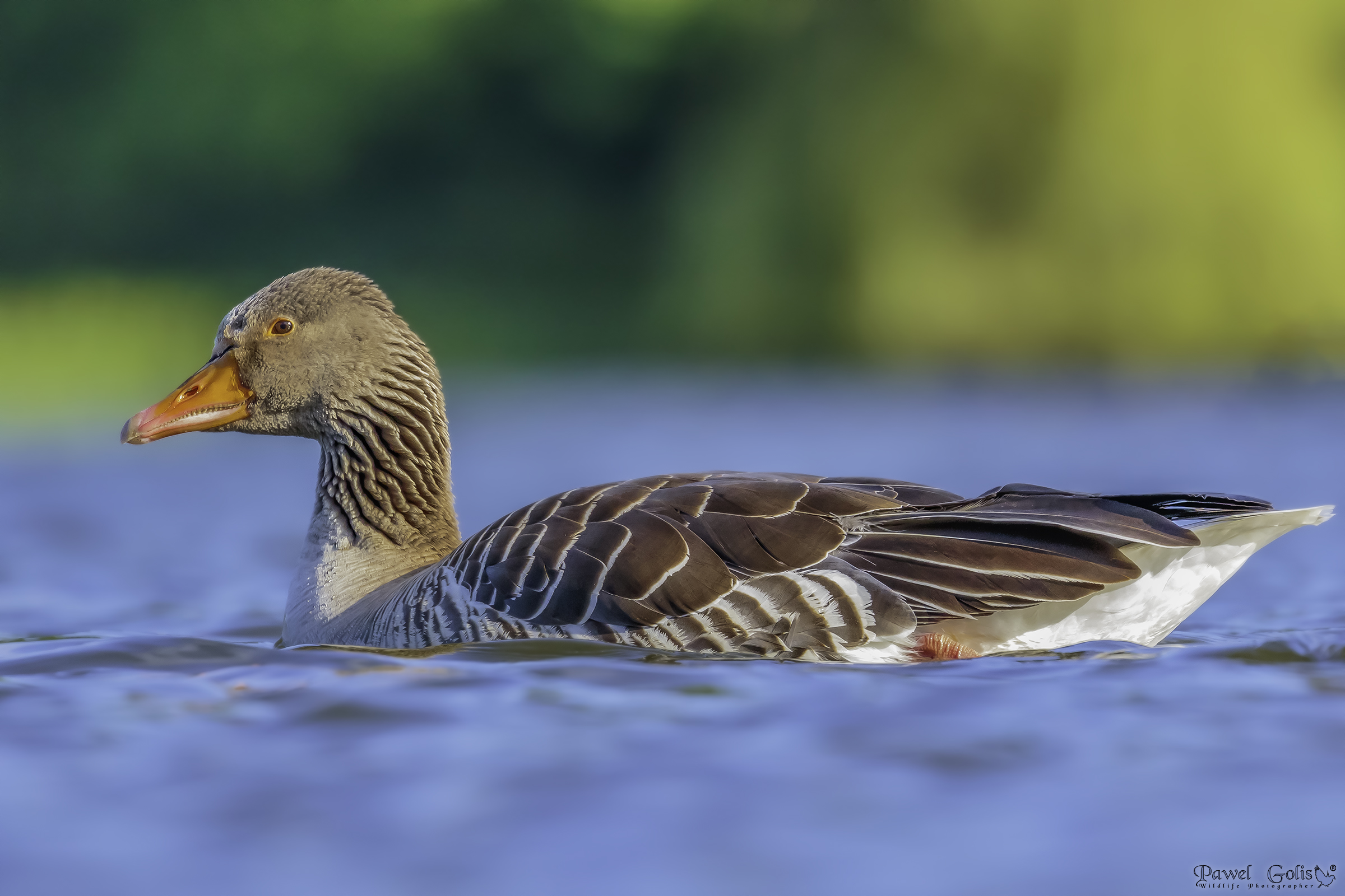 Oca Greylag (Anser anser)