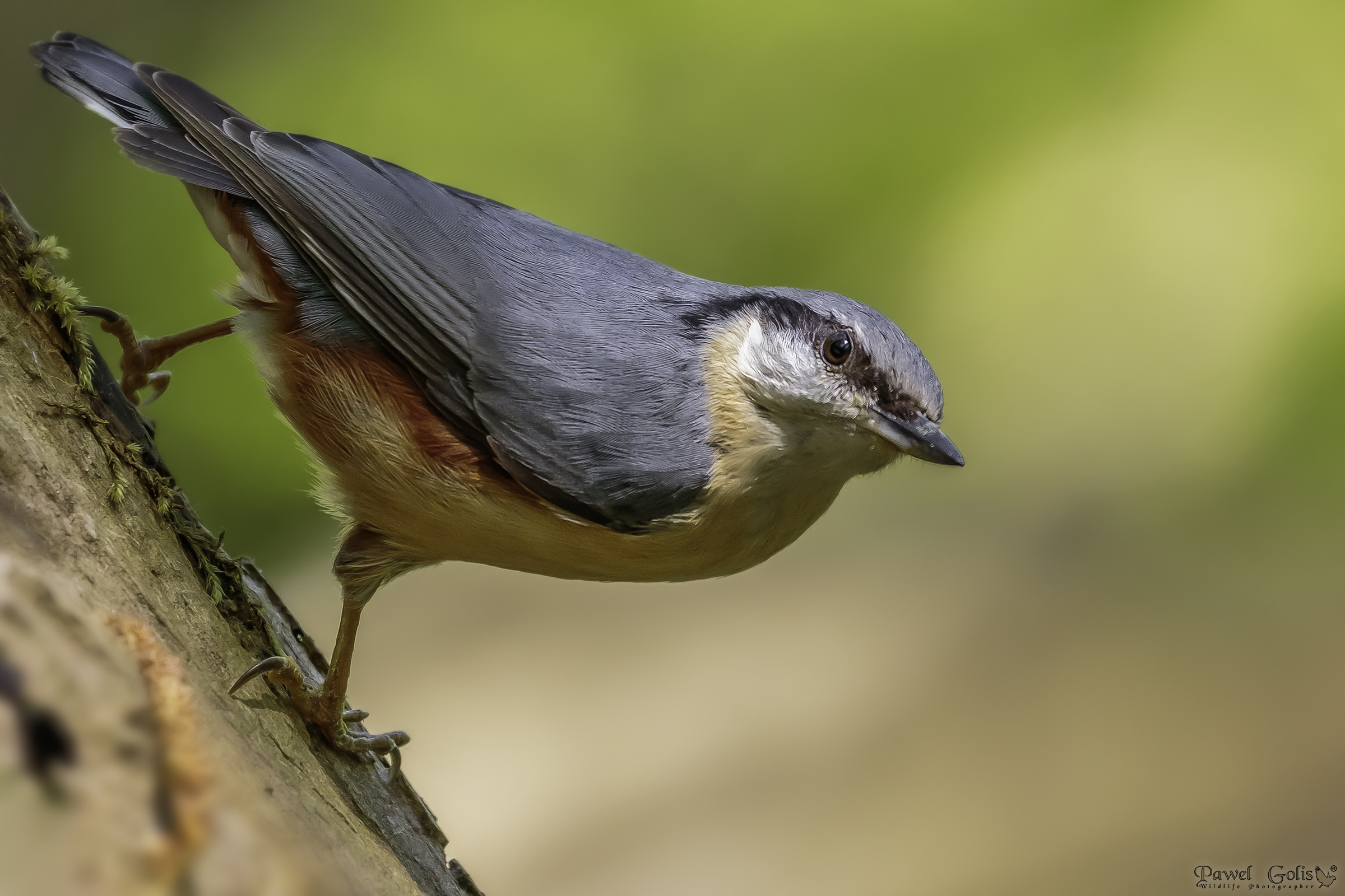 Nuthatch (Sitta europaea)
