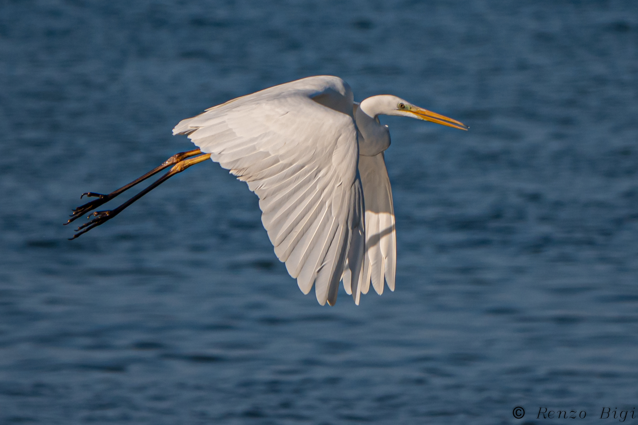 Greater white heron
