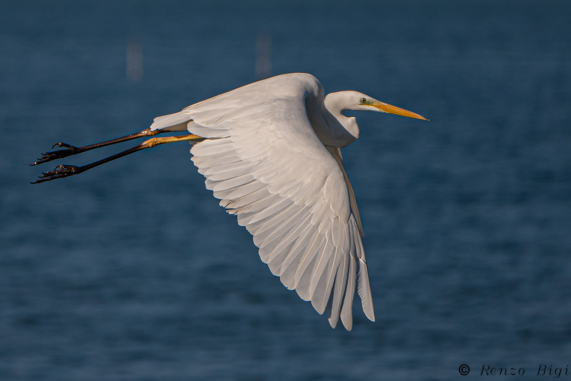 Greater white heron