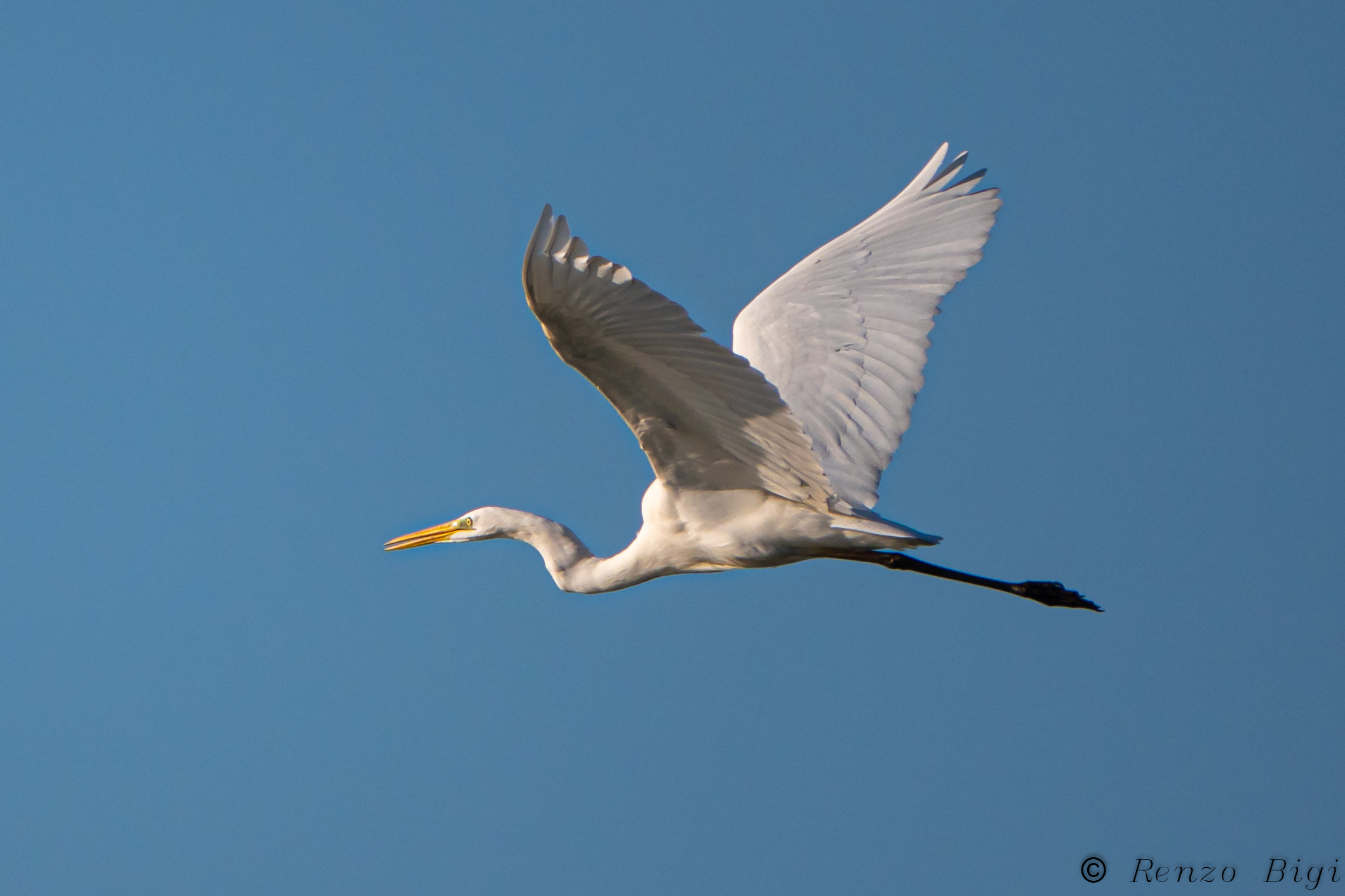 Greater white heron