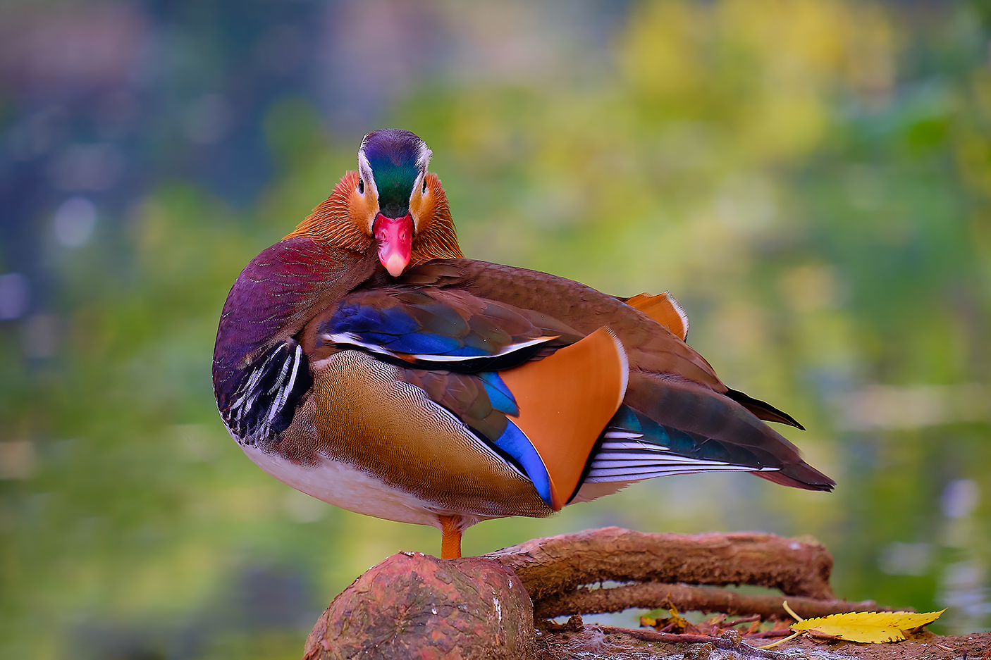 Lo sguardo della Mandarina
