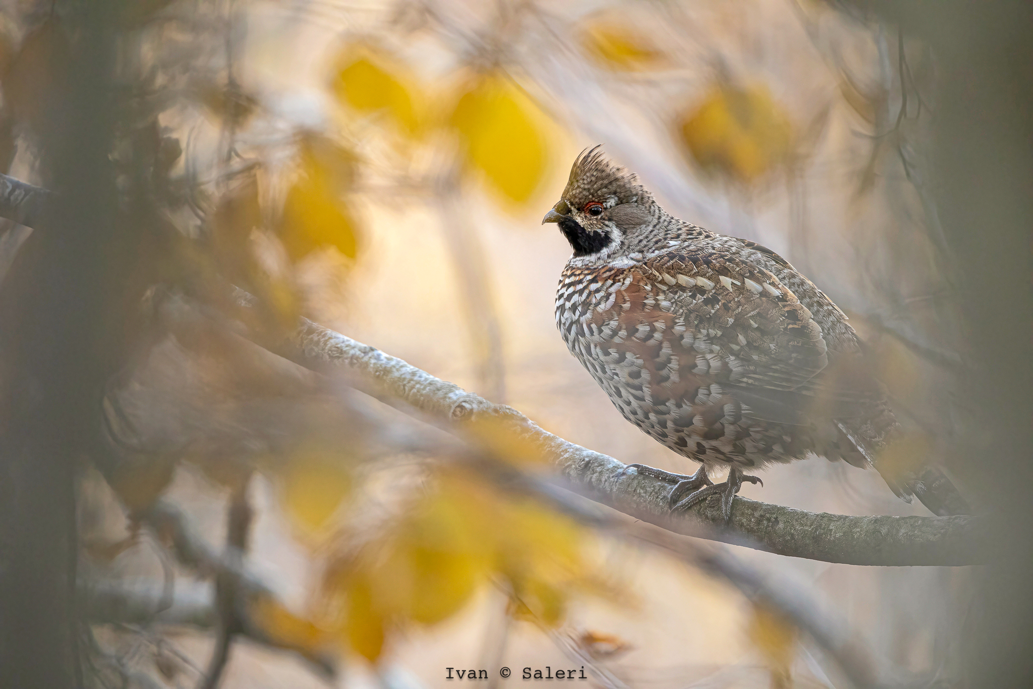 Francolinus of Monte