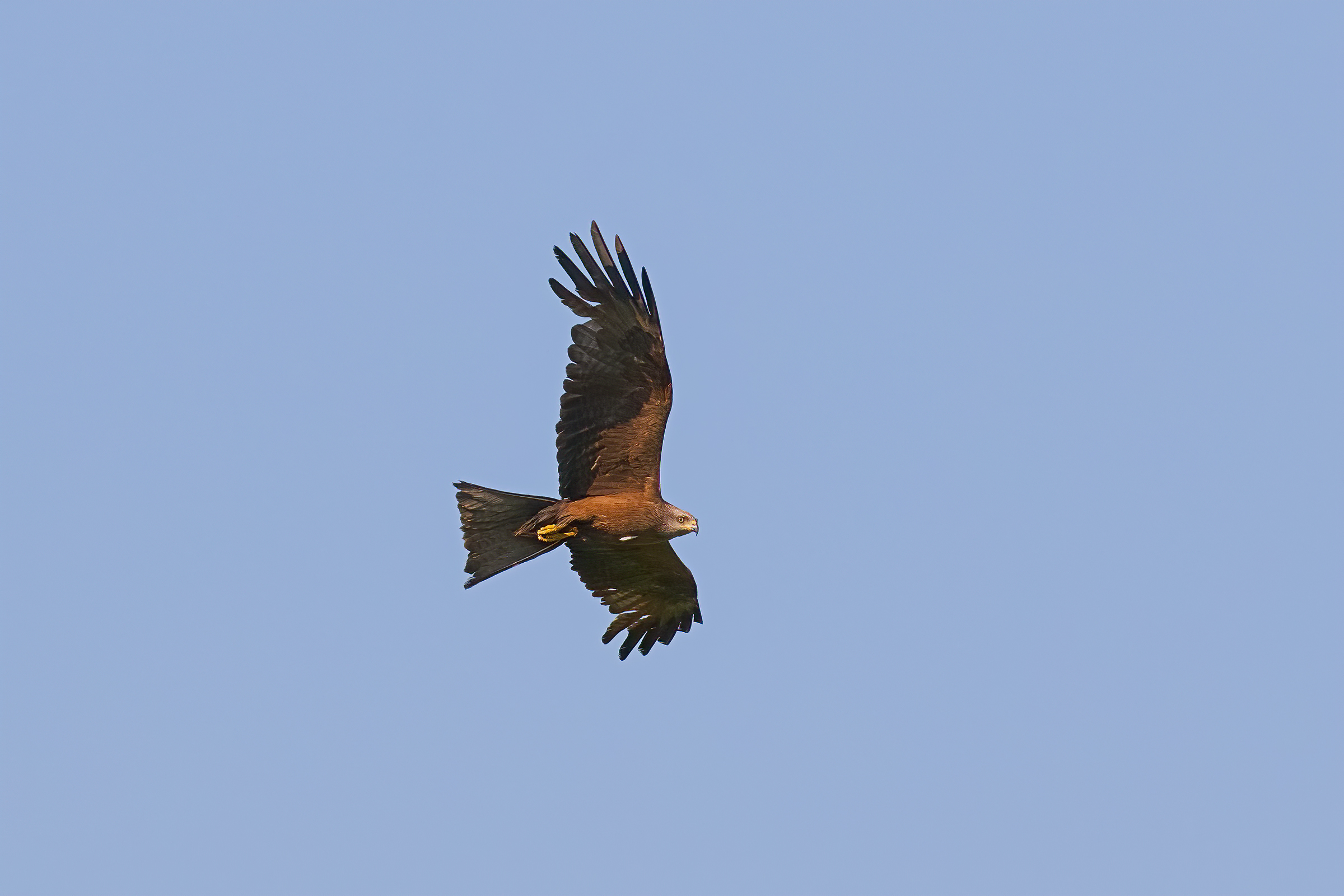 Nibbio Bruno in avvicinamento