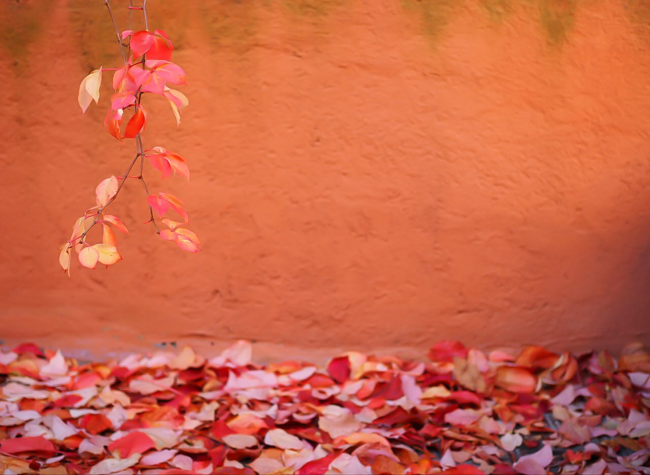 Uno dei motivi per cui amo l'autunno...