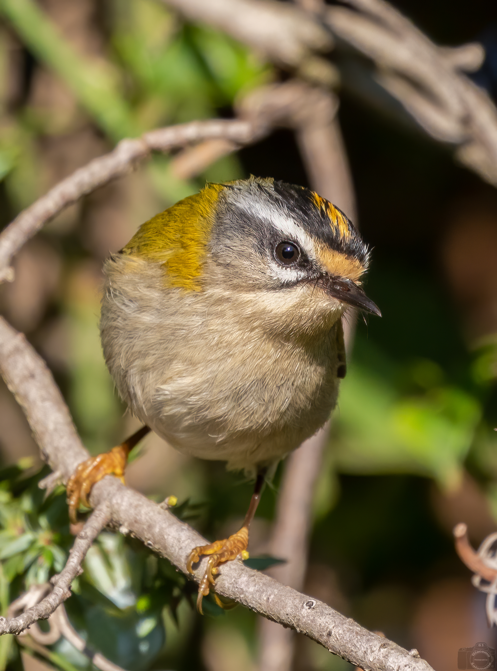 Fiorrancino - Wikipedia