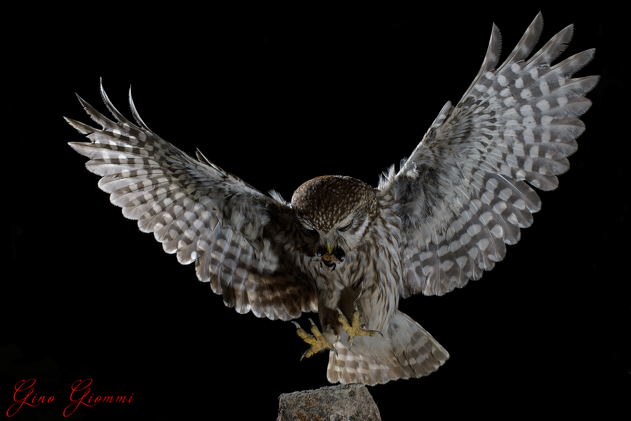 Civetta -Athene noctua