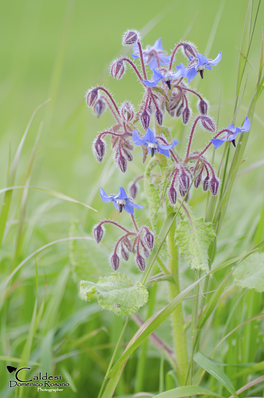 Borago officinalis