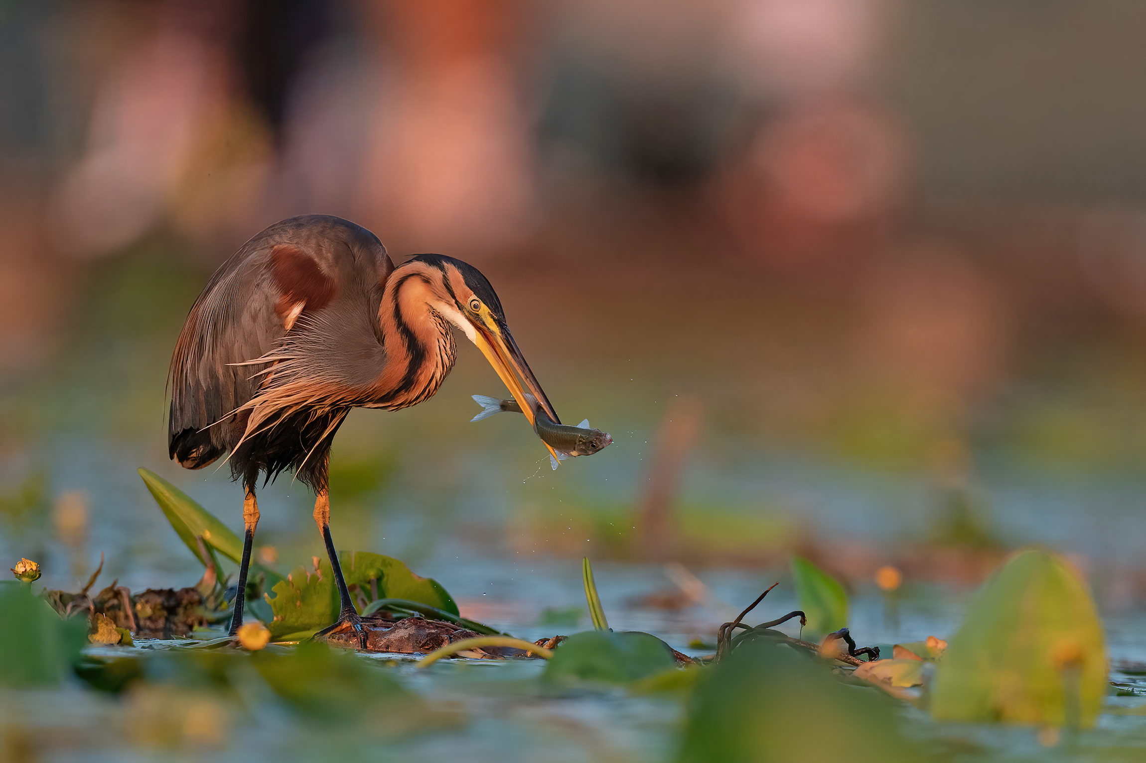 Red in the evening... good catch comes true
