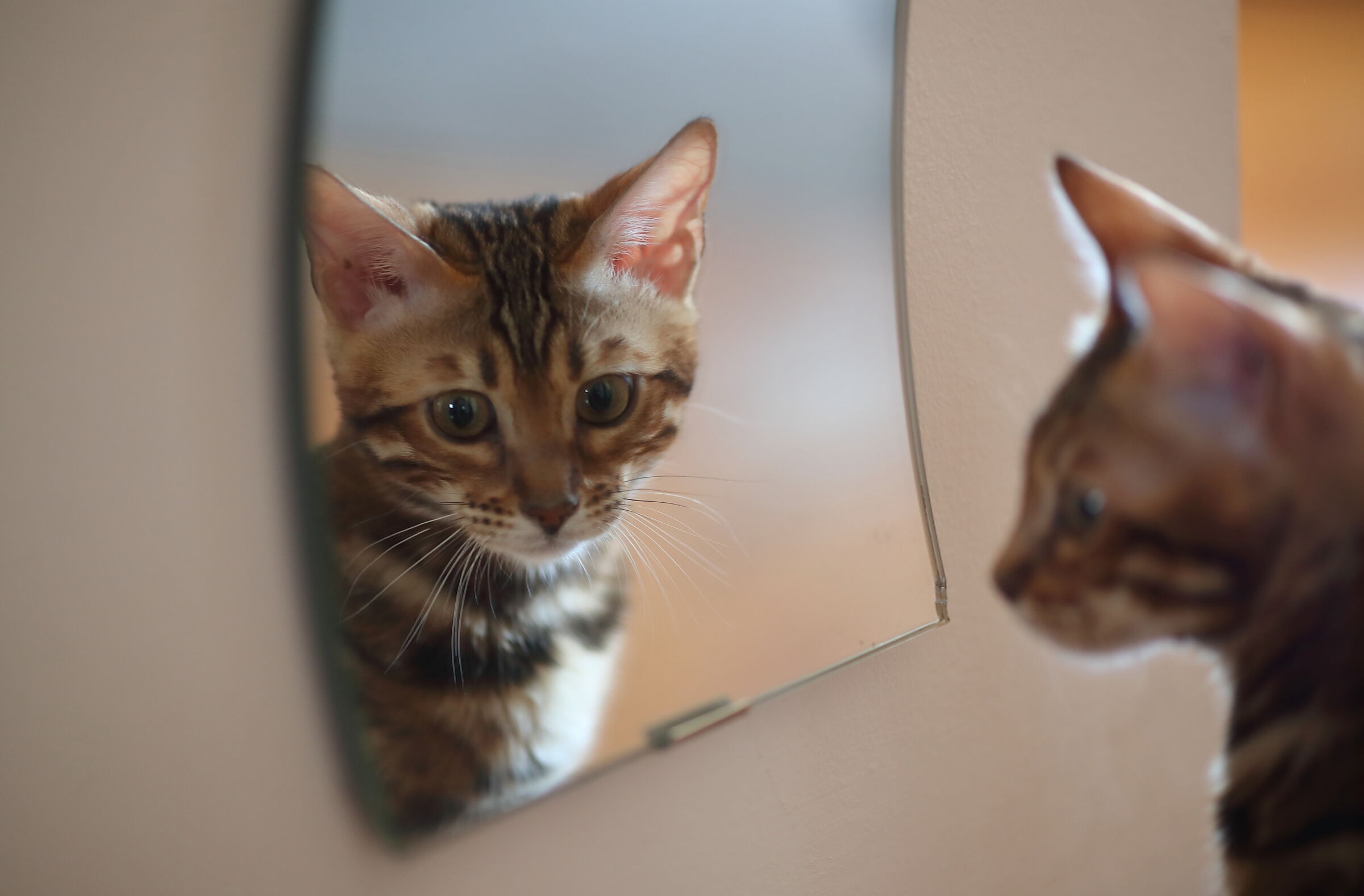 Mirror of my cravings who is the most beautiful in the realm...