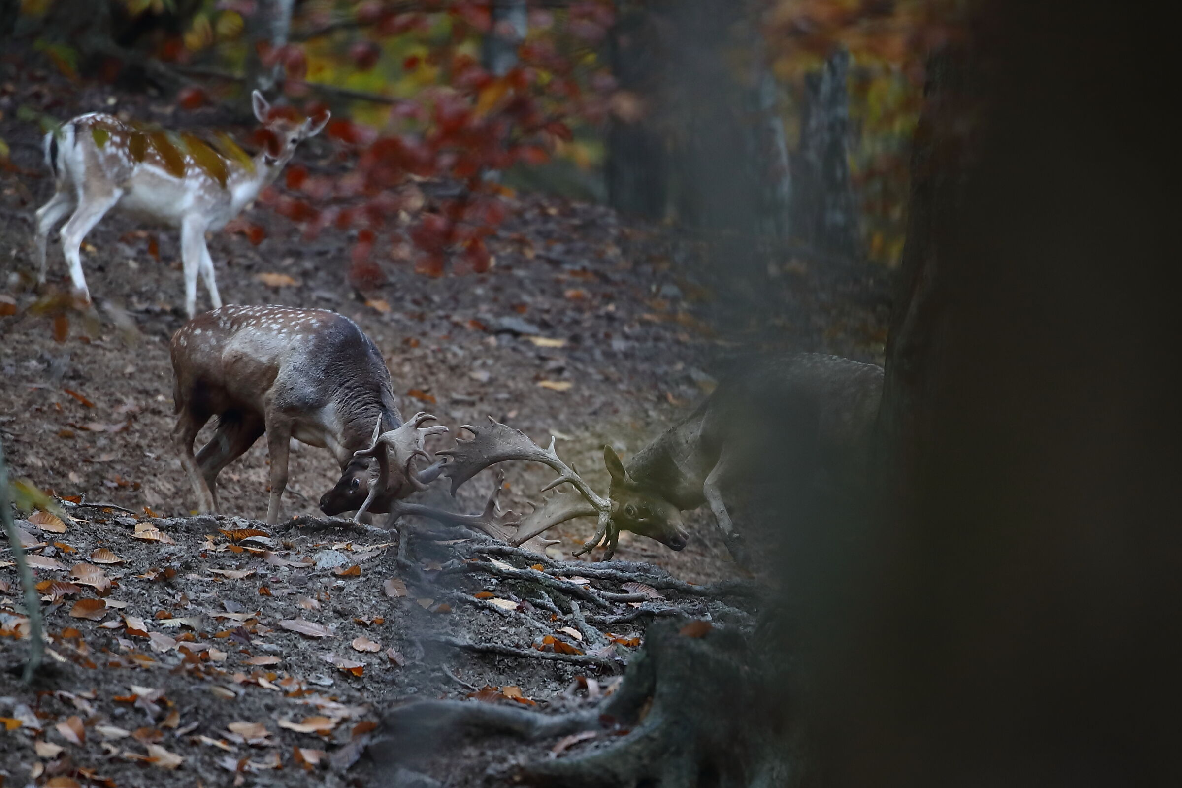 The "beautiful" contention.