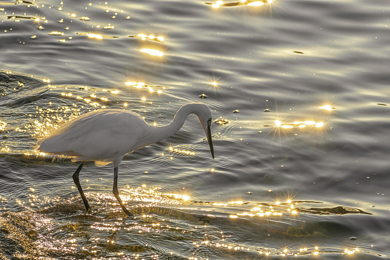 Egret at sunset
