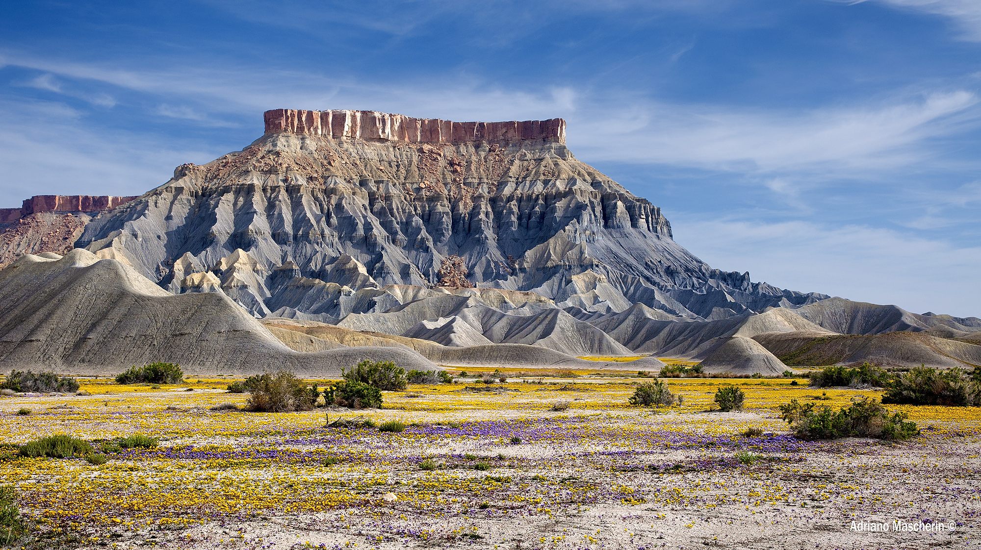 Fioriture presso Caineville Mesa