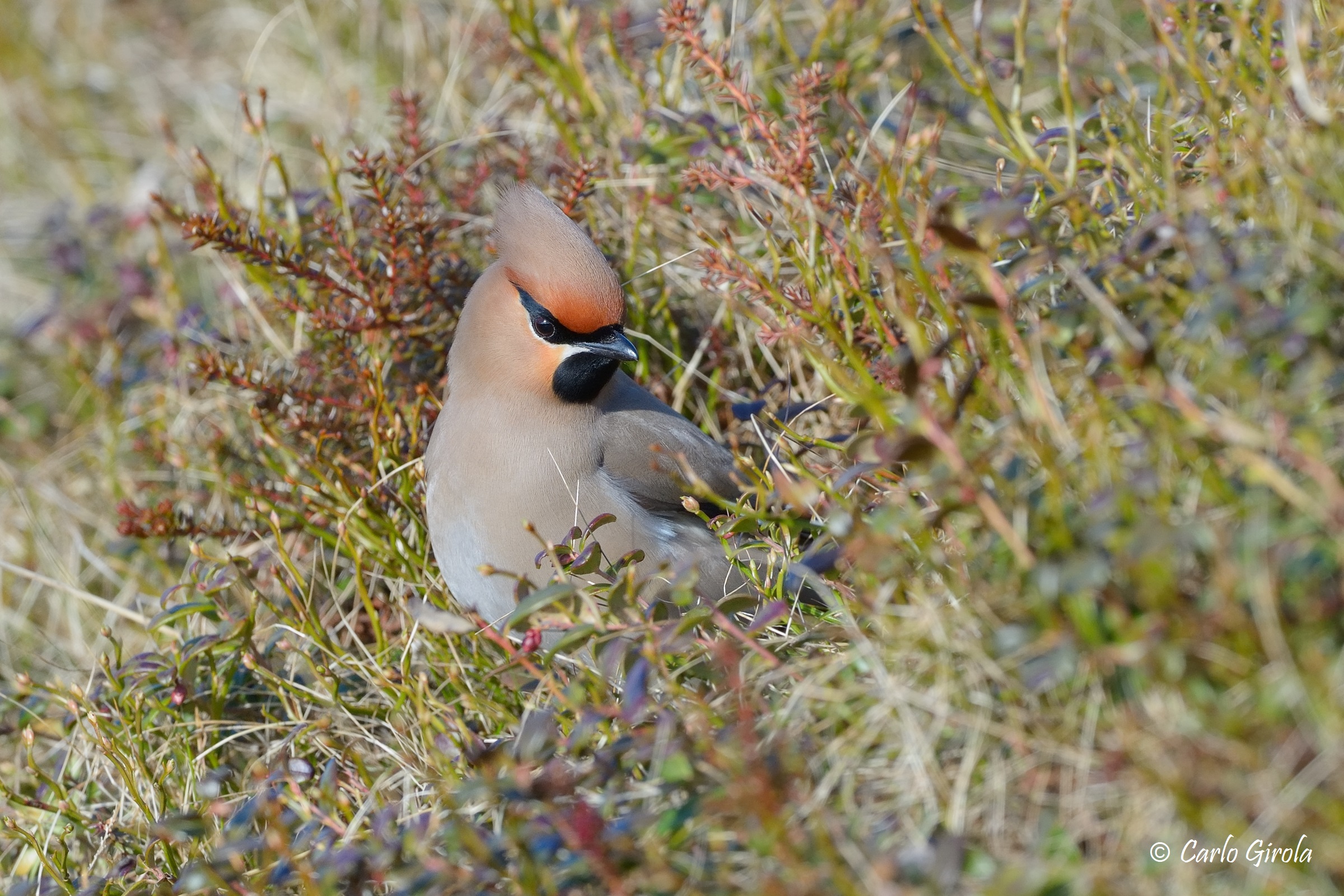 Beccofrusone (Bombycilla garrulus)