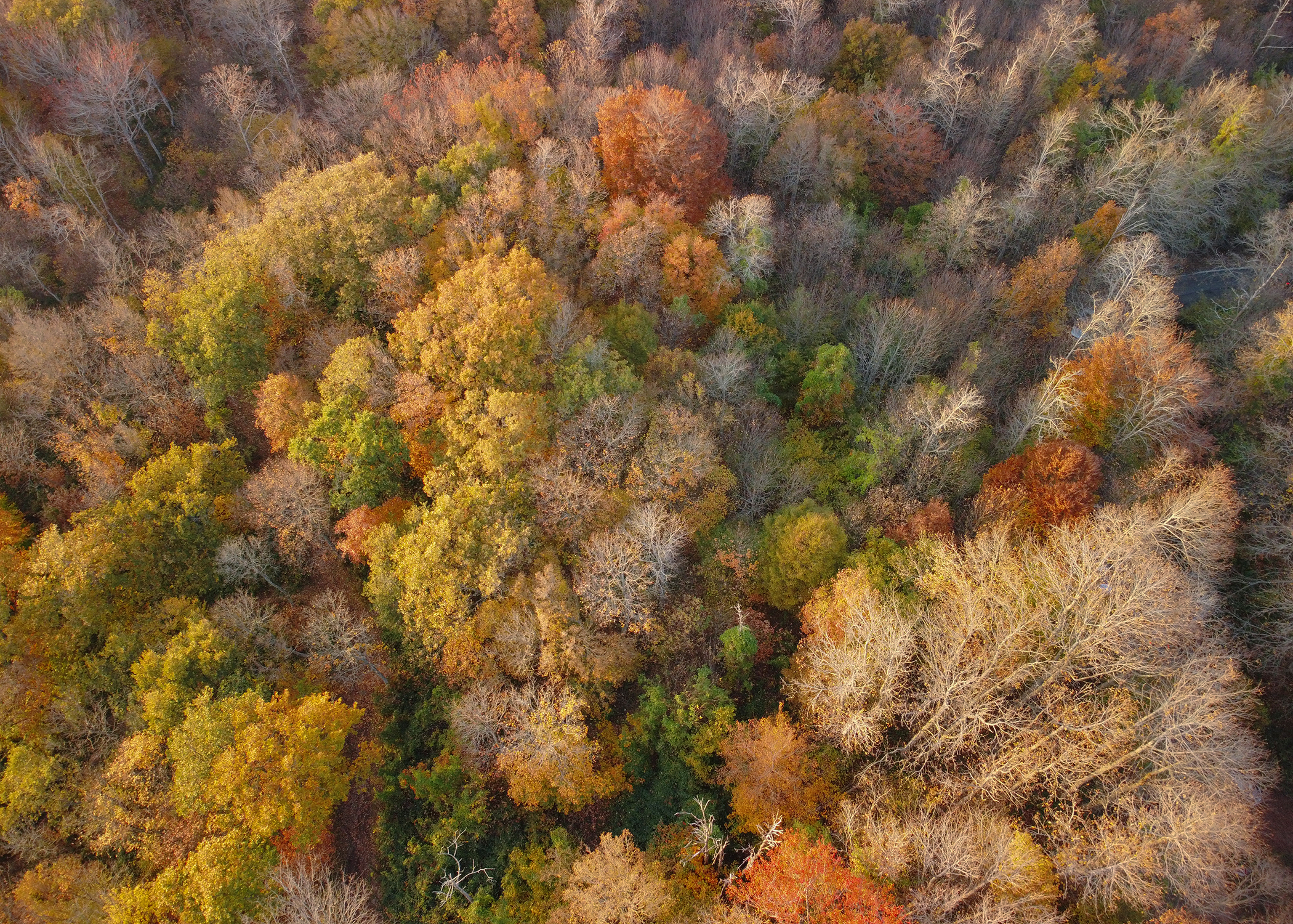 Autunno 2020 dal drone