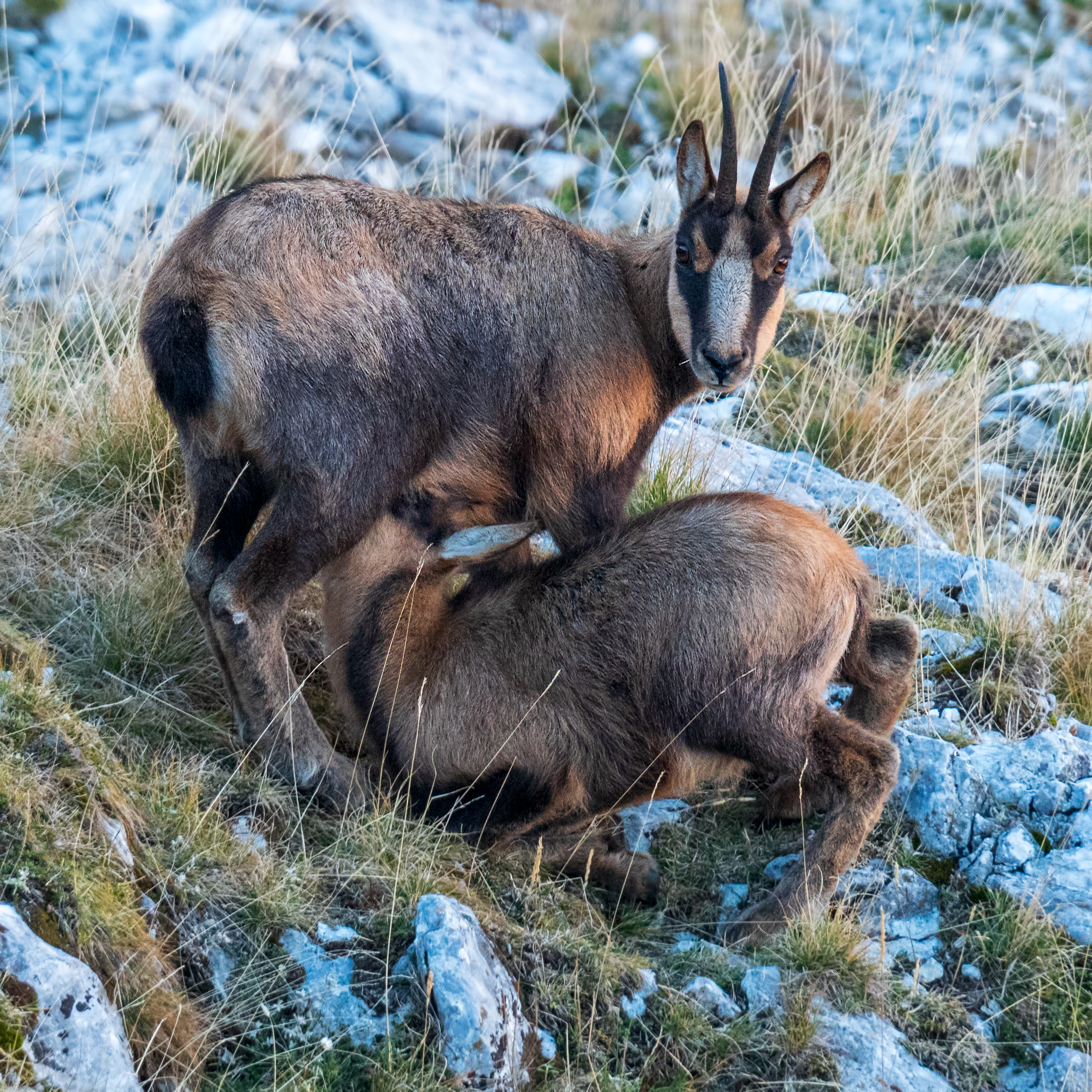 The feeding - Chamos of Abruzzo