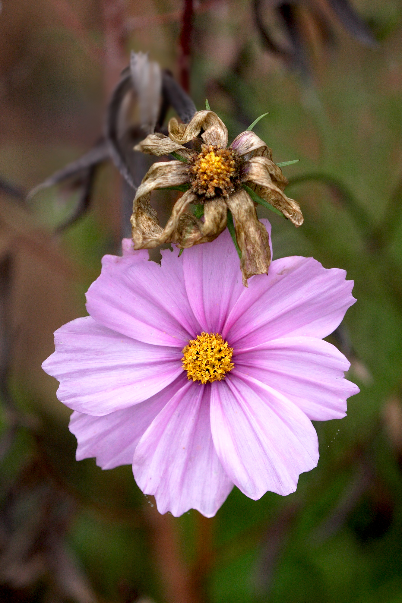 La morte ti fa bella