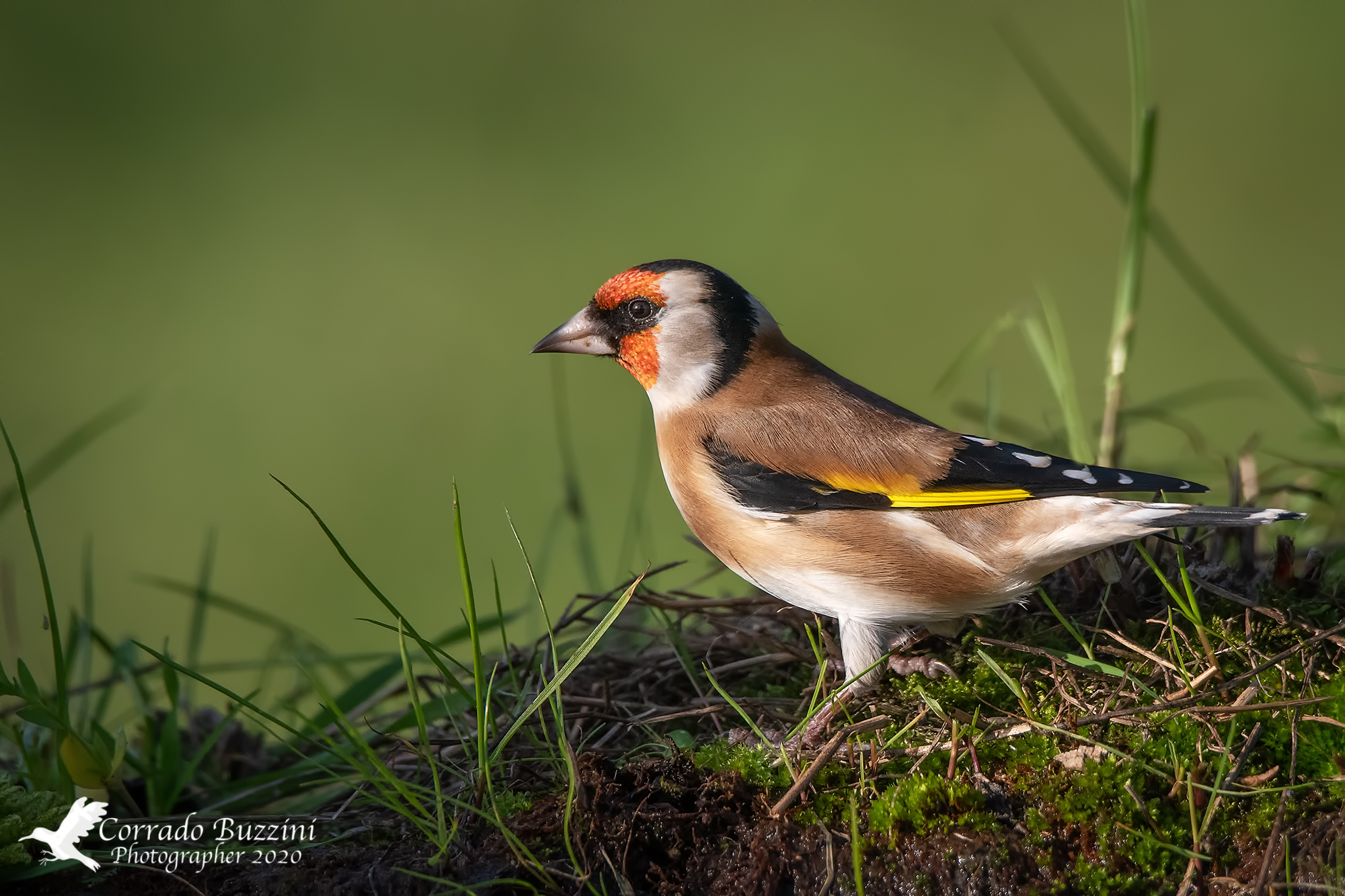 Goldfinch