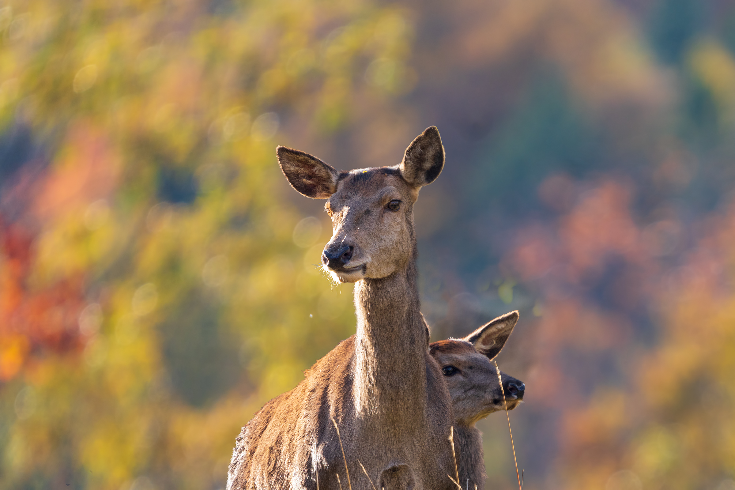 Nascosto dietro mamma - Cervi in autunno