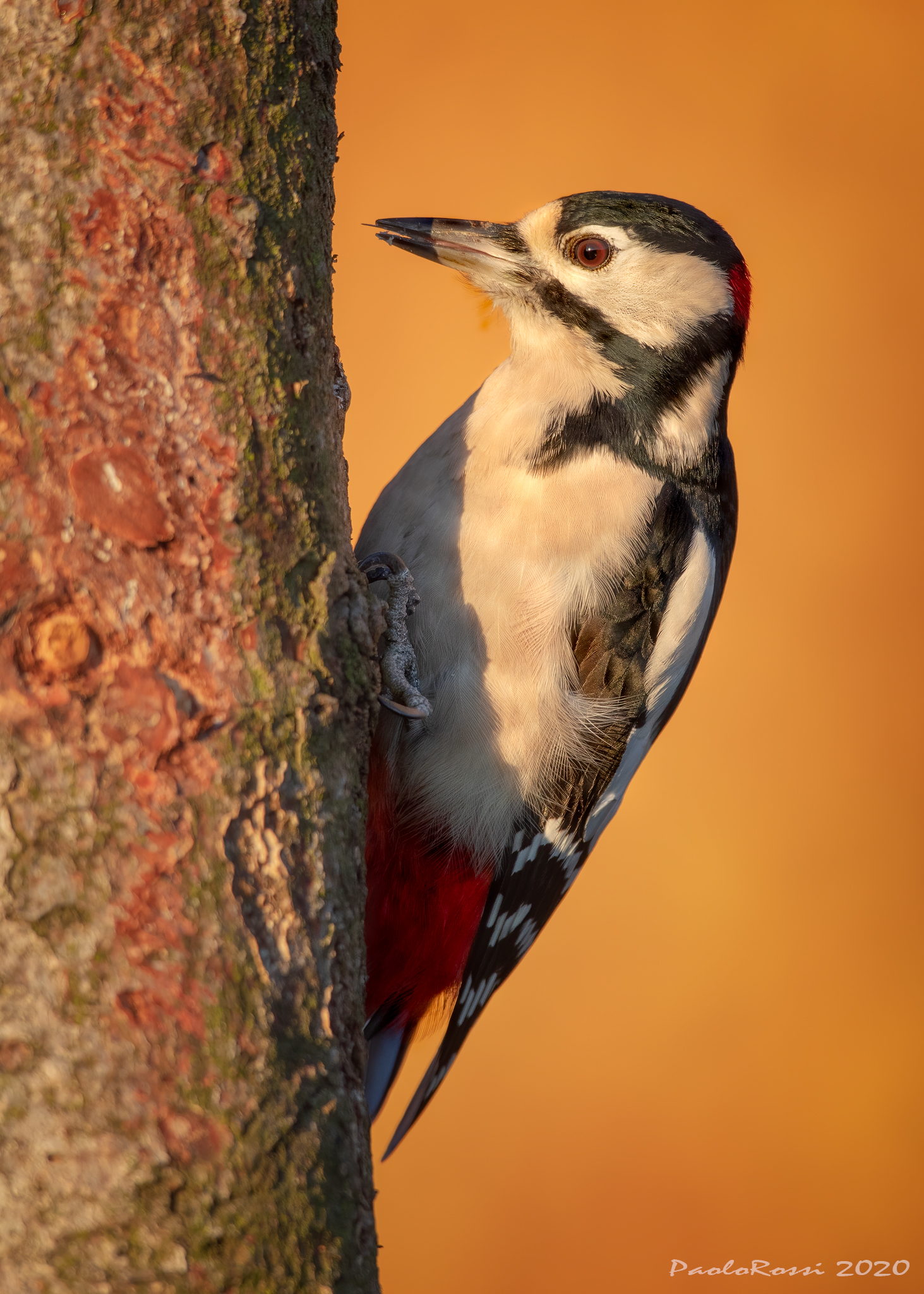 Picchio rosso maggiore...