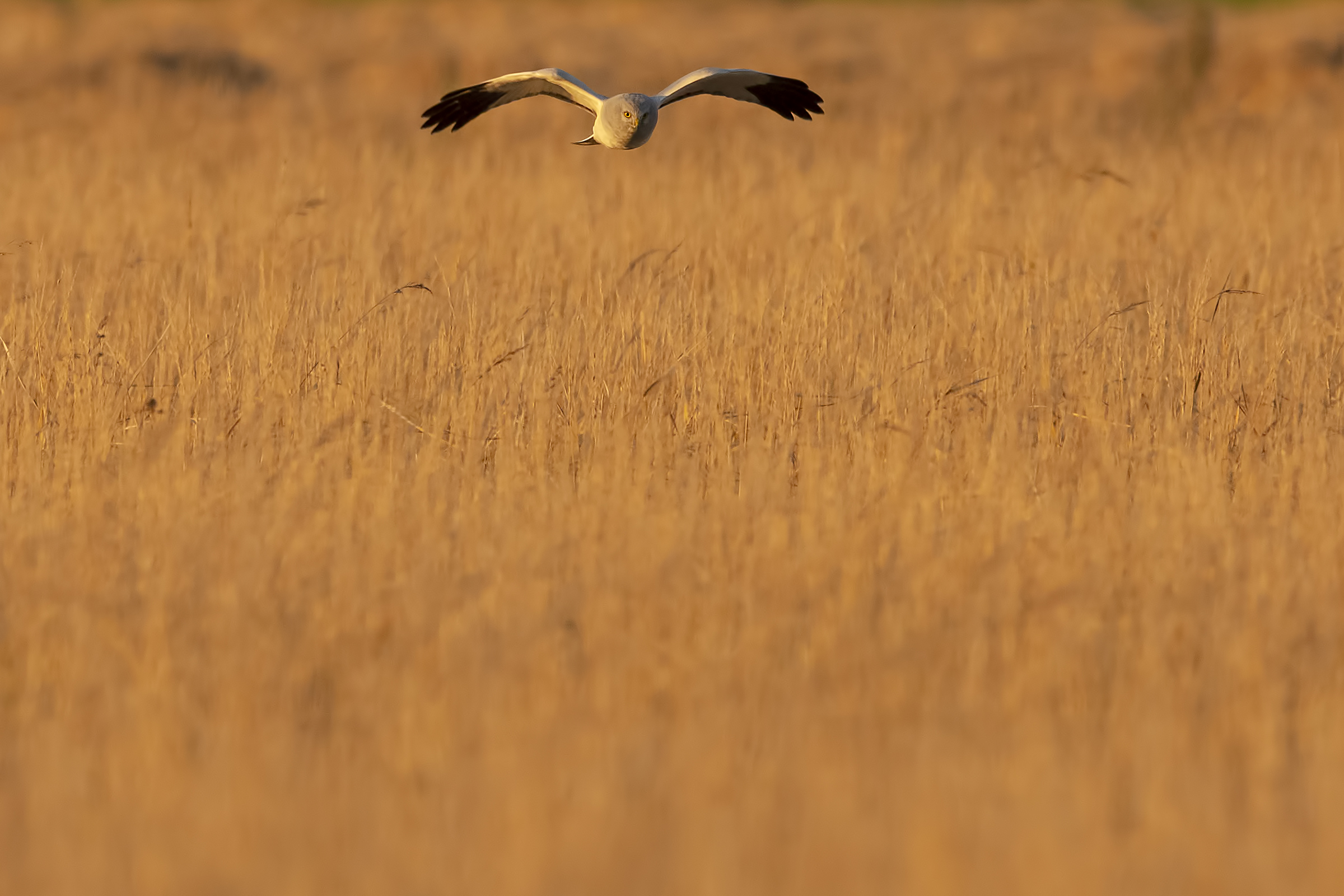 Albanella reale maschio