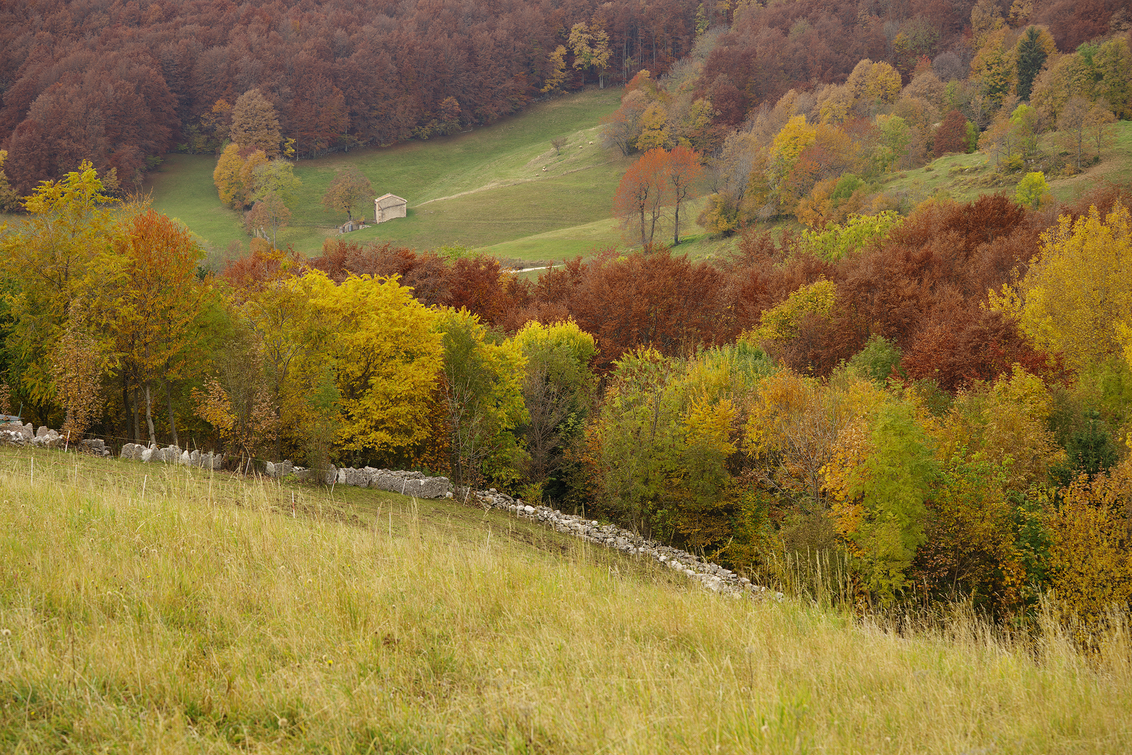 il tratturo ed il suo foliage