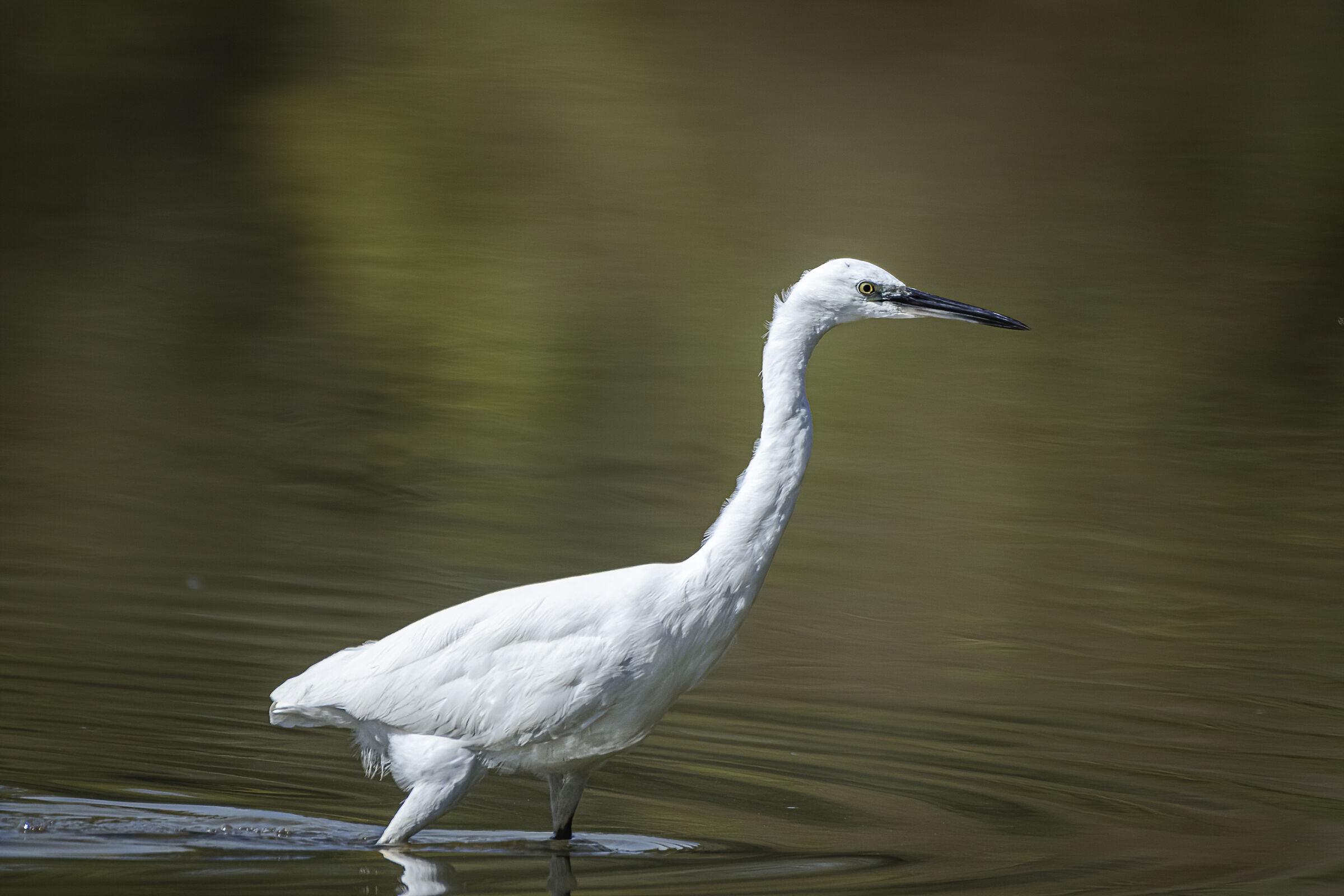 La garzetta a passeggio