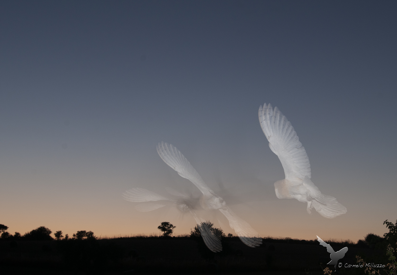 A Night Ghost _Tyto alba_