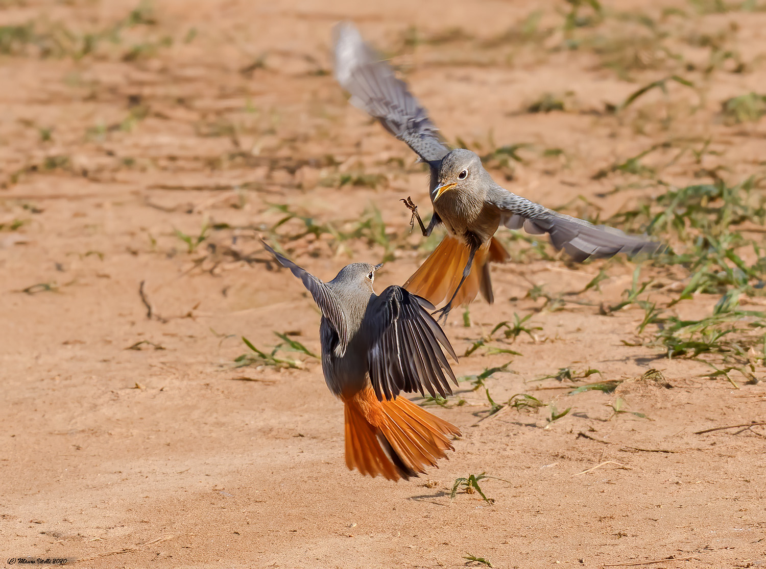 Barrel between fireplace sweeps...