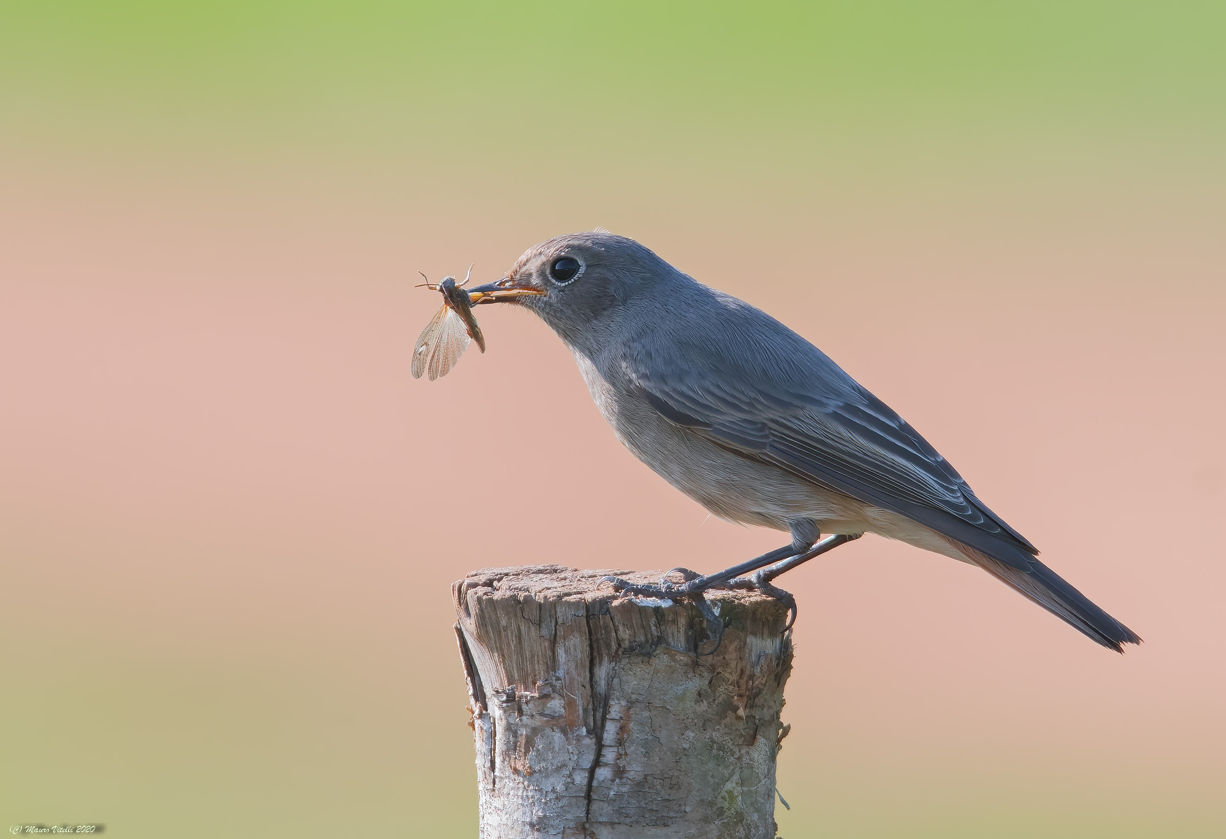 Sissy of Codirosso Spazzamino