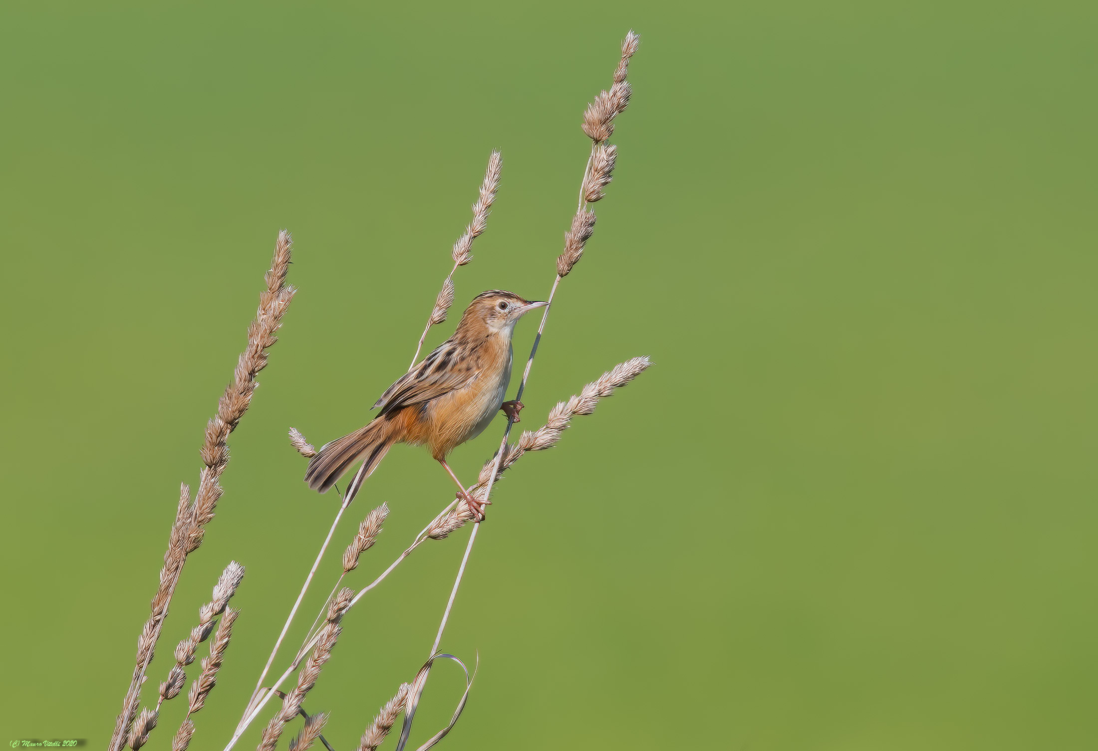 Beccamoschino Department (Cisticola juncidis)