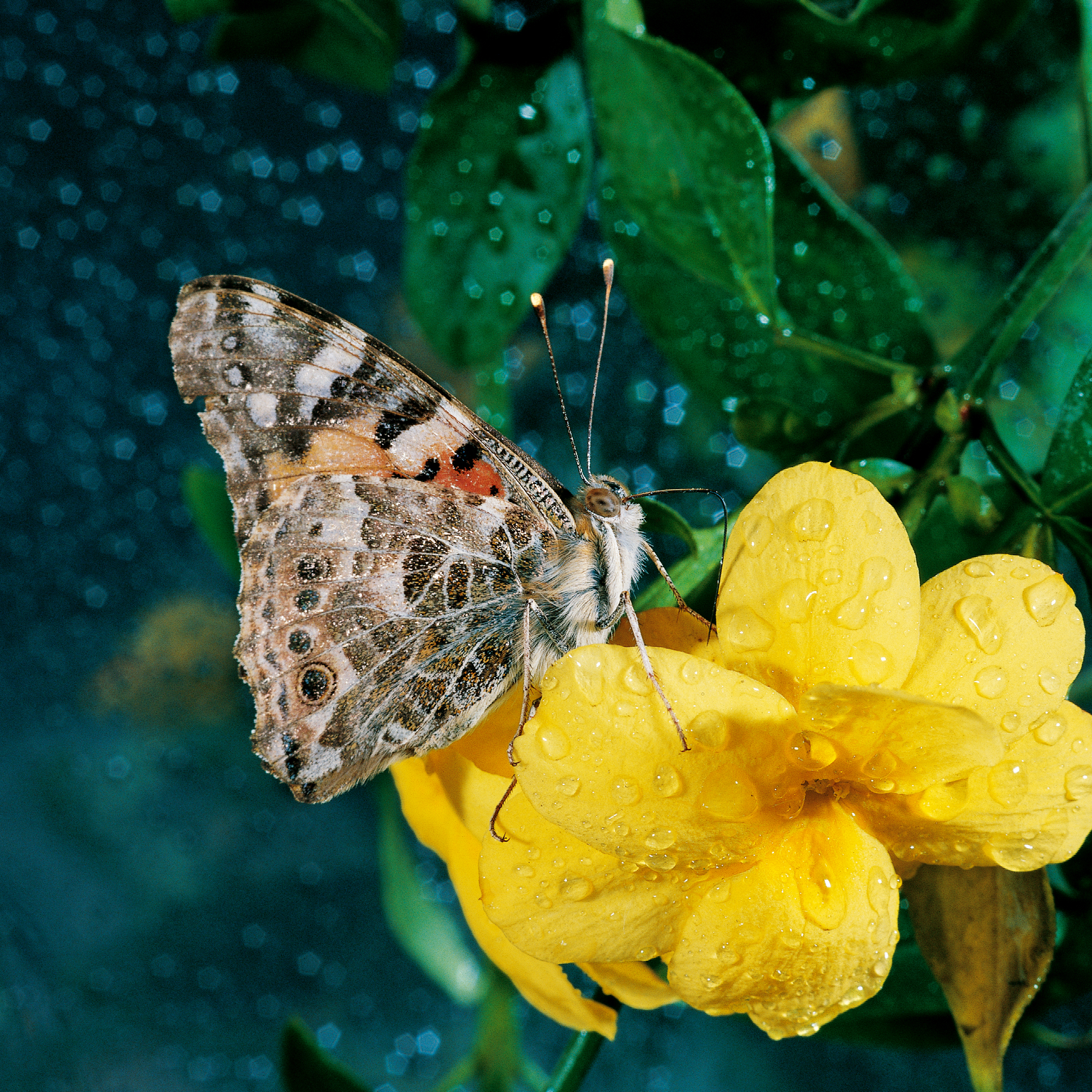 Foto Pellicola Dia 1985