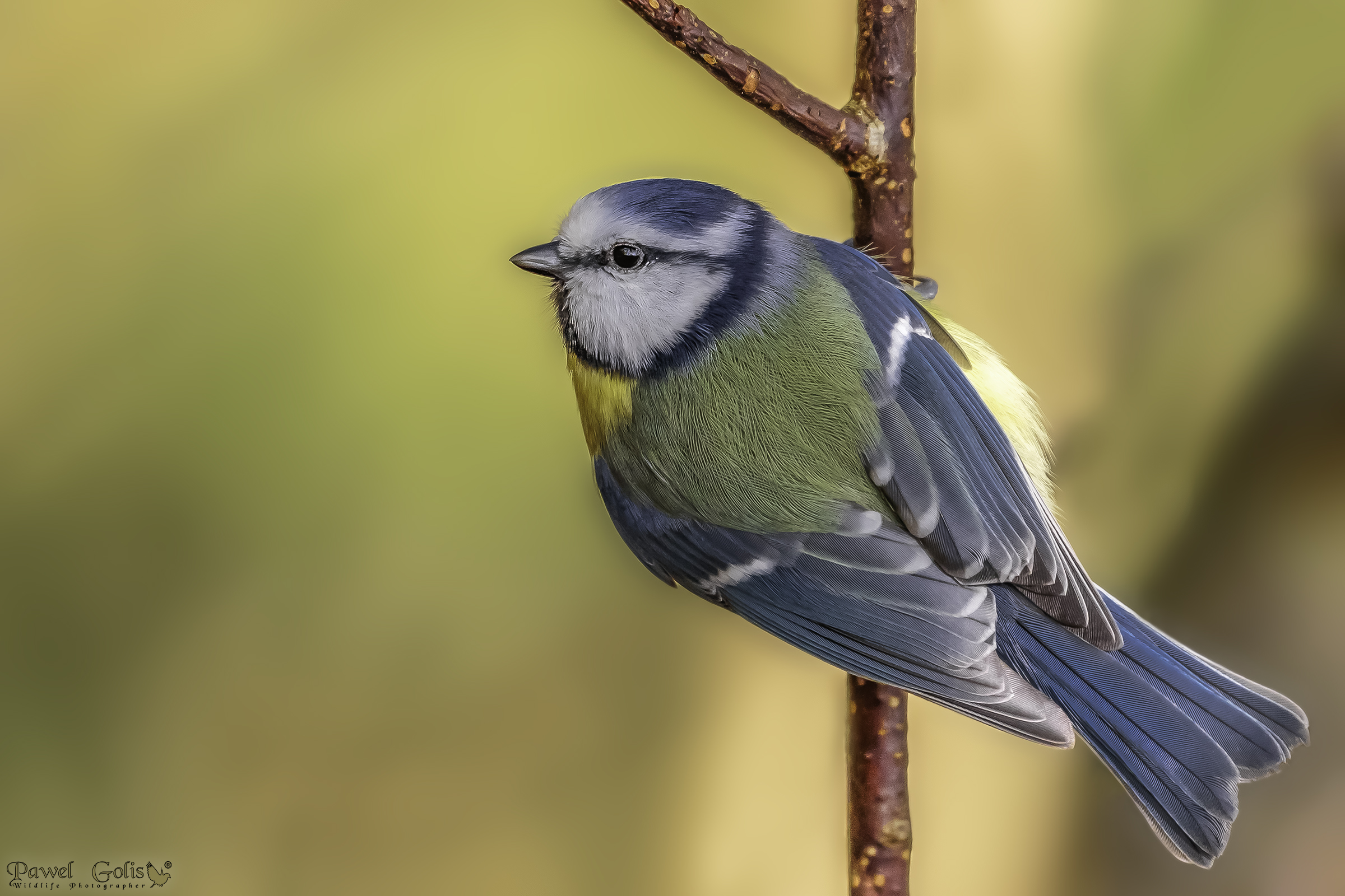 Tetta blu eurasiatica (Cianistie caeruleus)