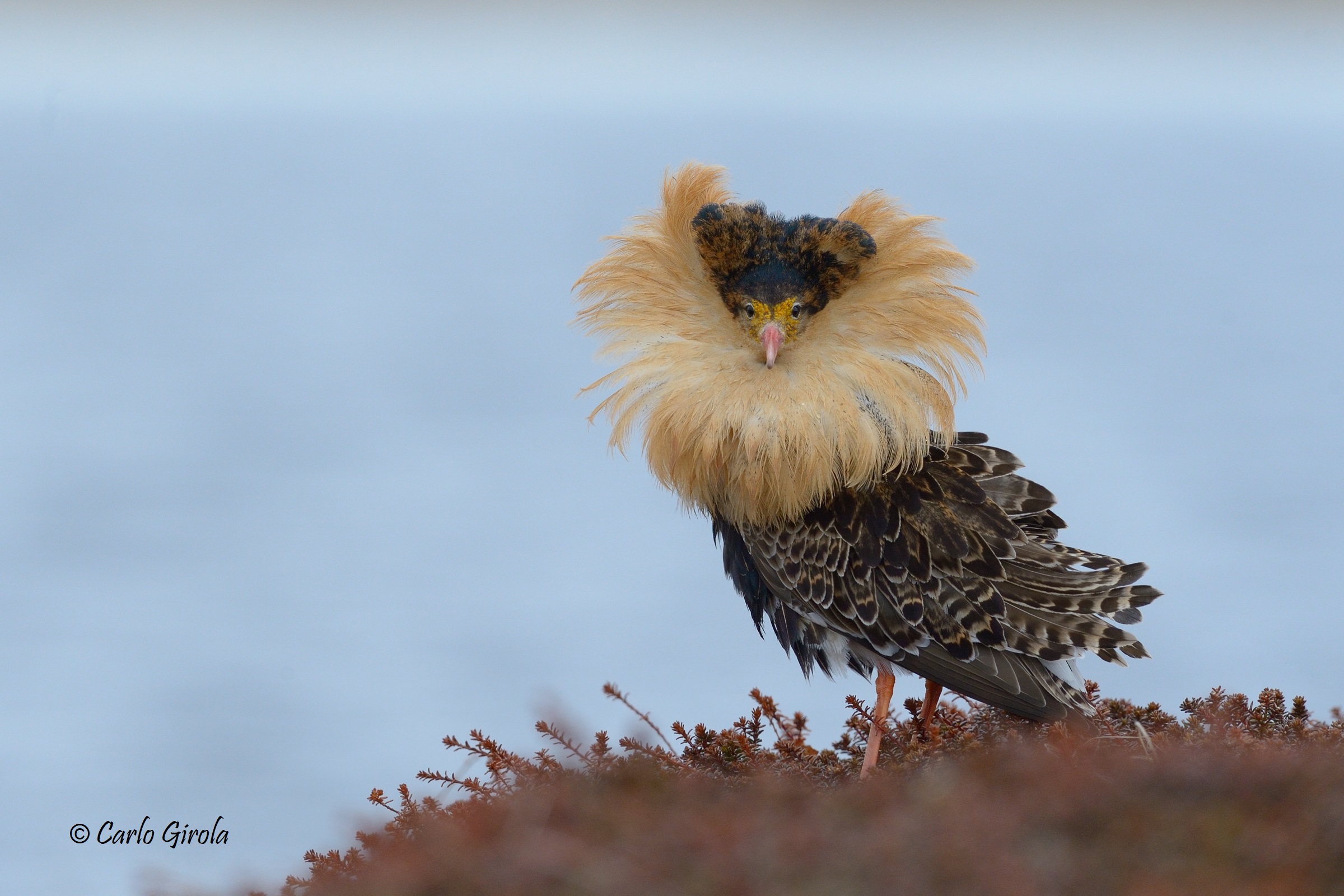 Combattente (Philomachus pugnax)