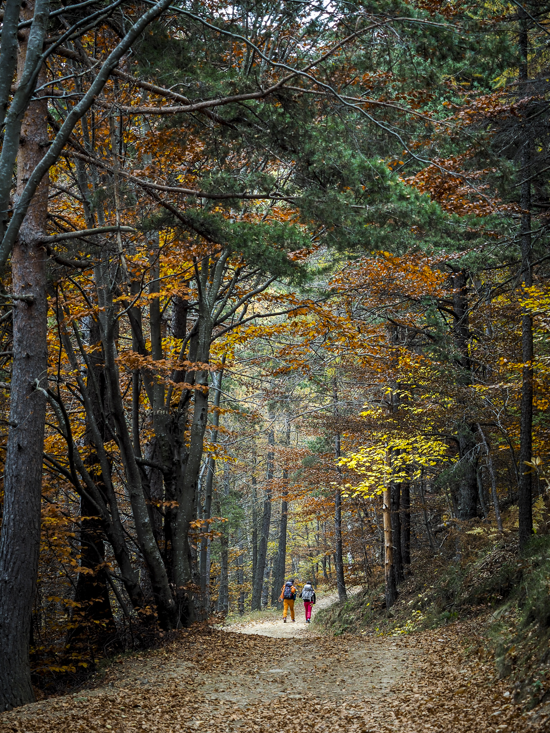 There is a path in the woods