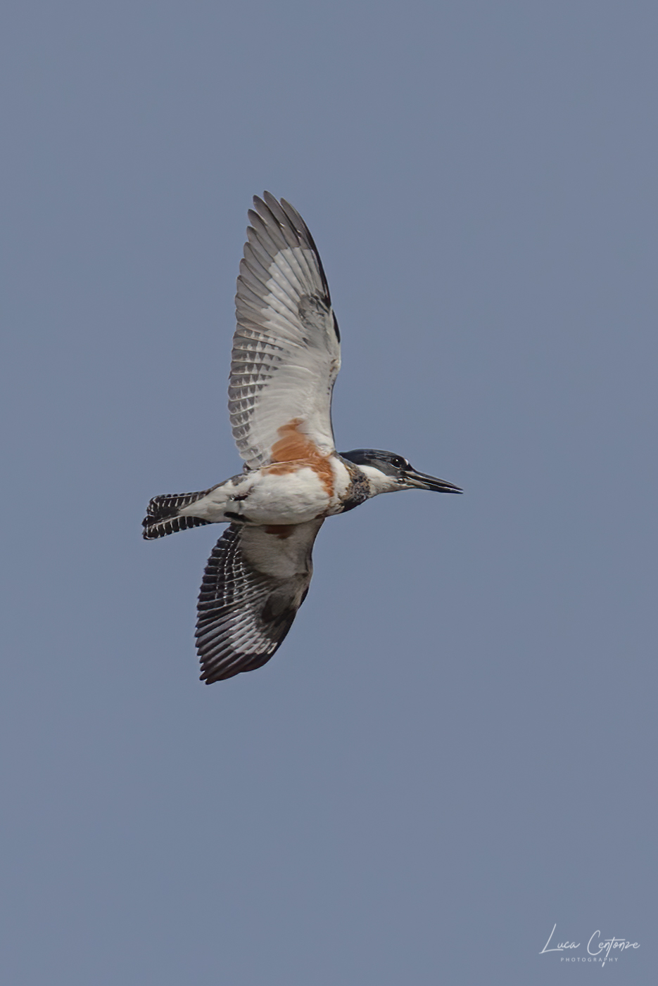 Belted King-Fisher (Megaceryle alcyon)
