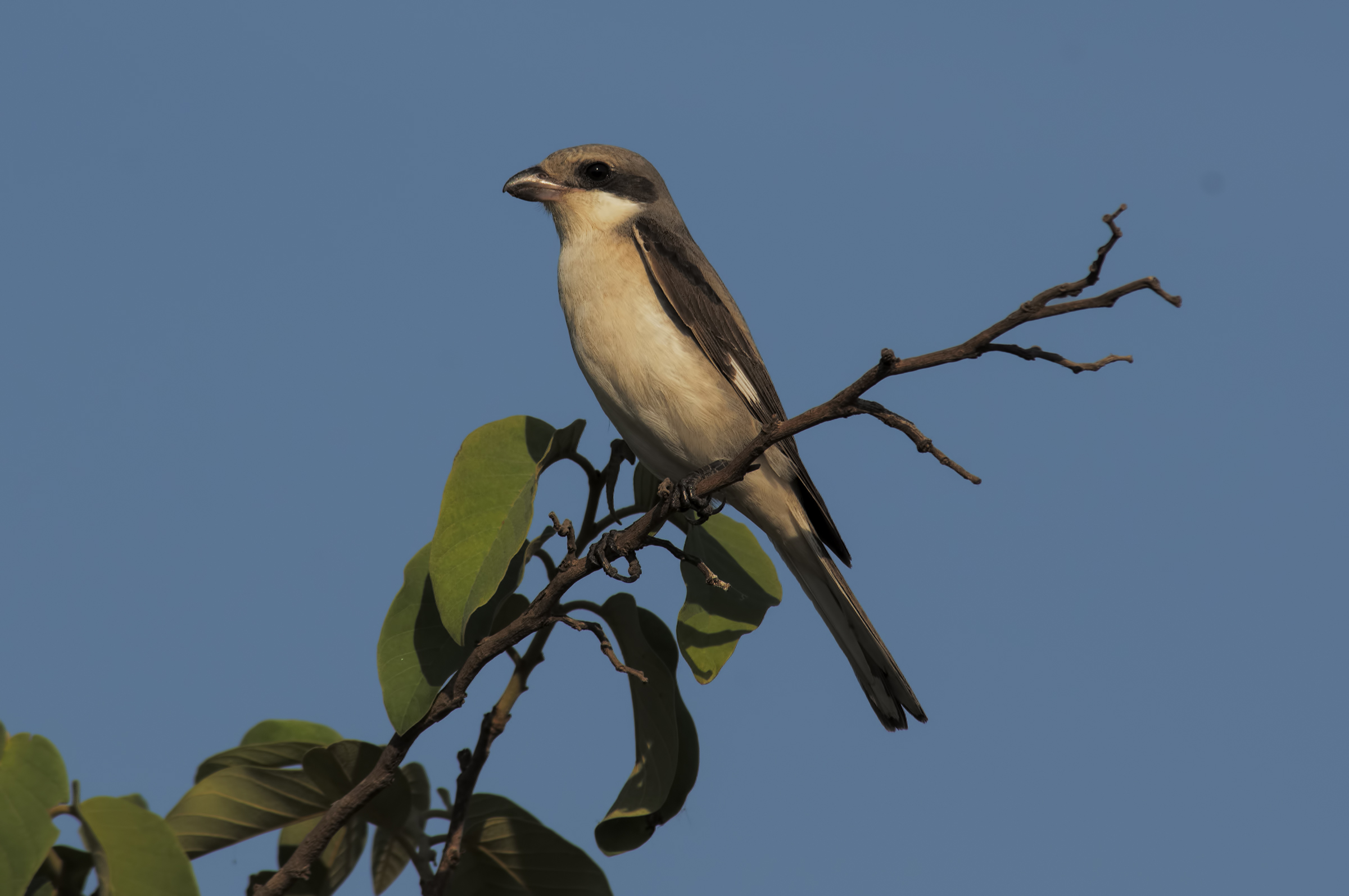 Lesser Grey Shrike - Kasenga - Congo
