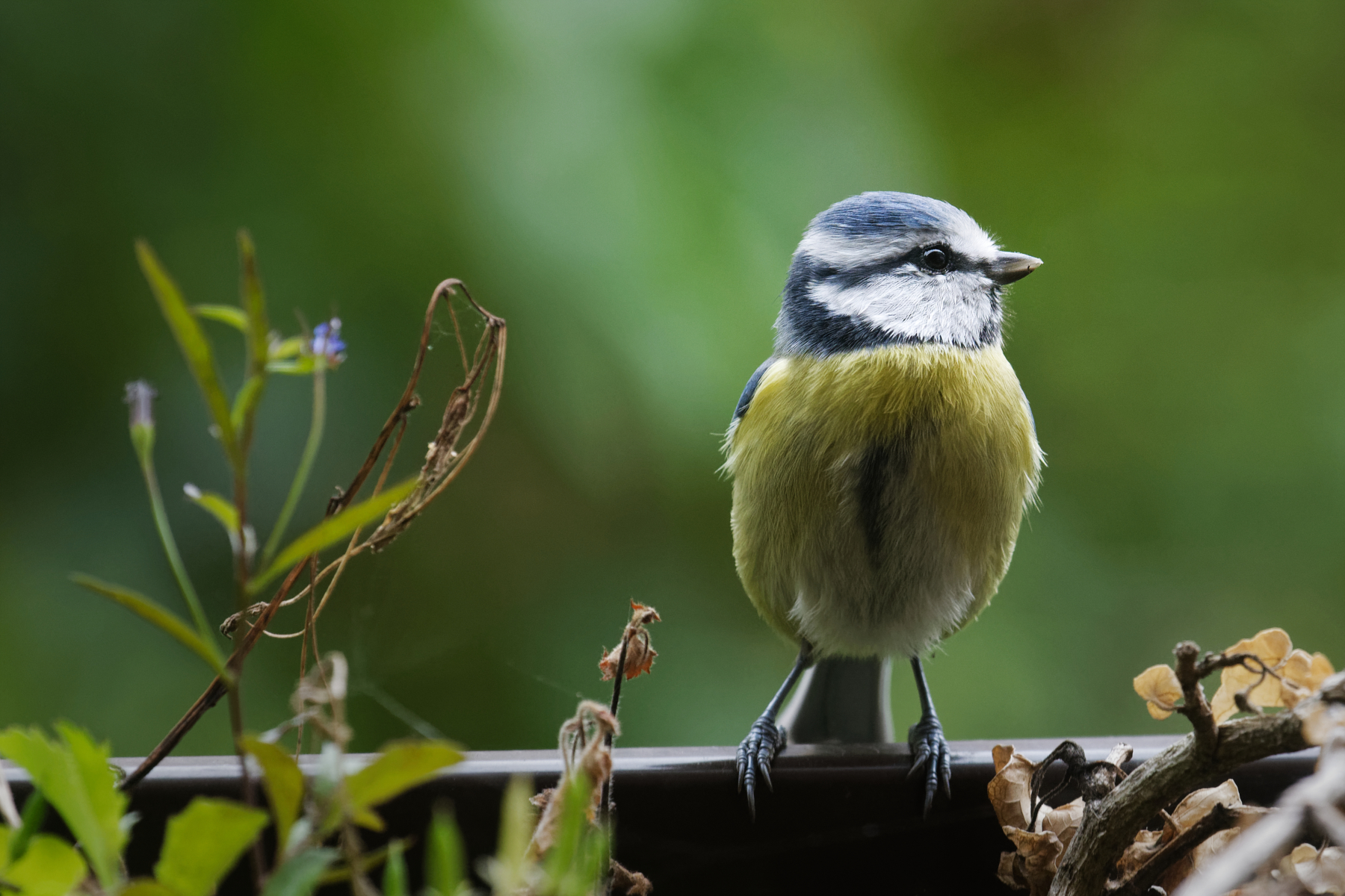 Cinciarella2 - Wikipedia