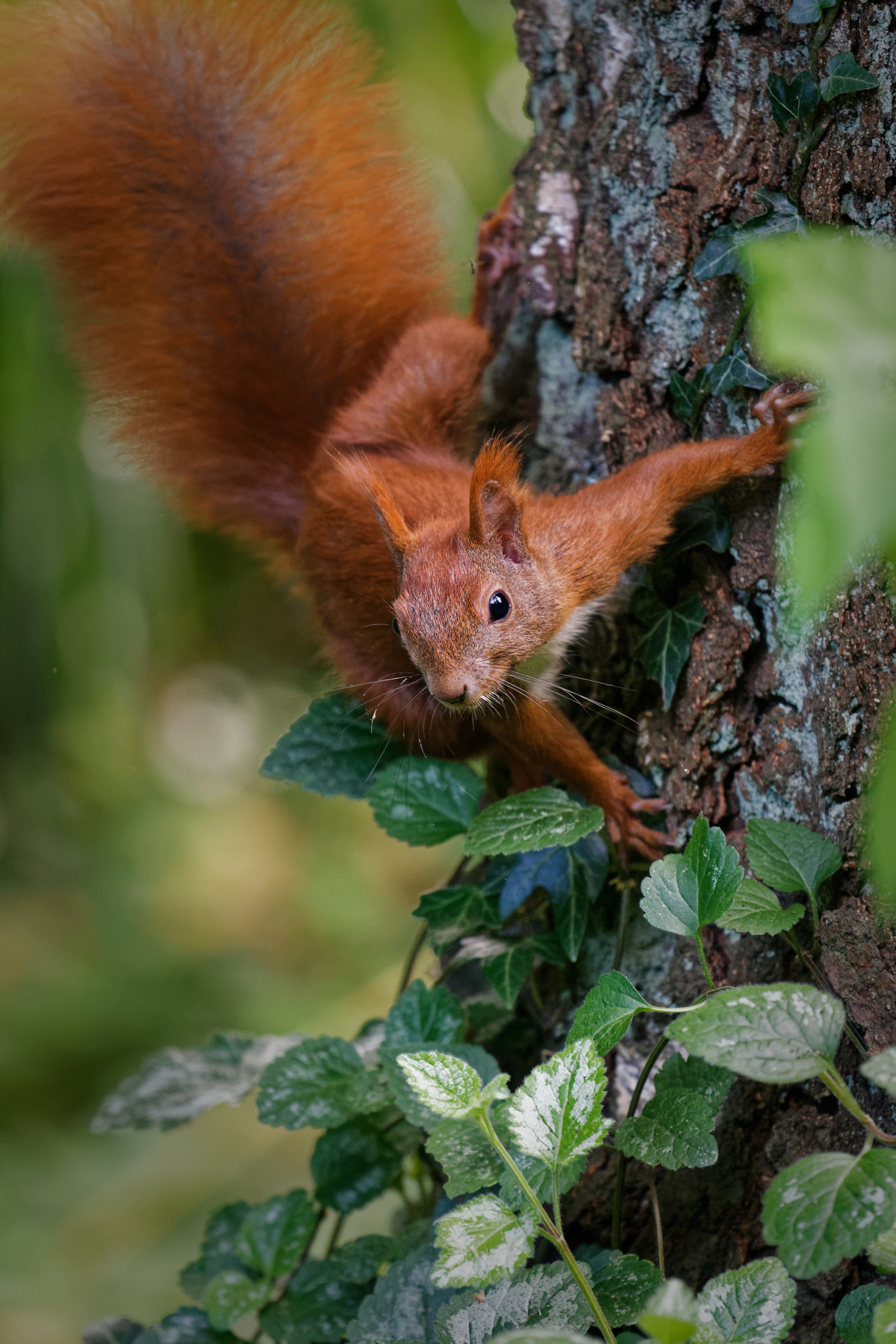 Red Squirrel 1