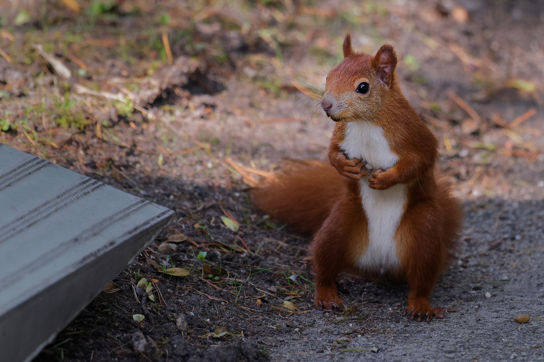 Red Squirrel 2