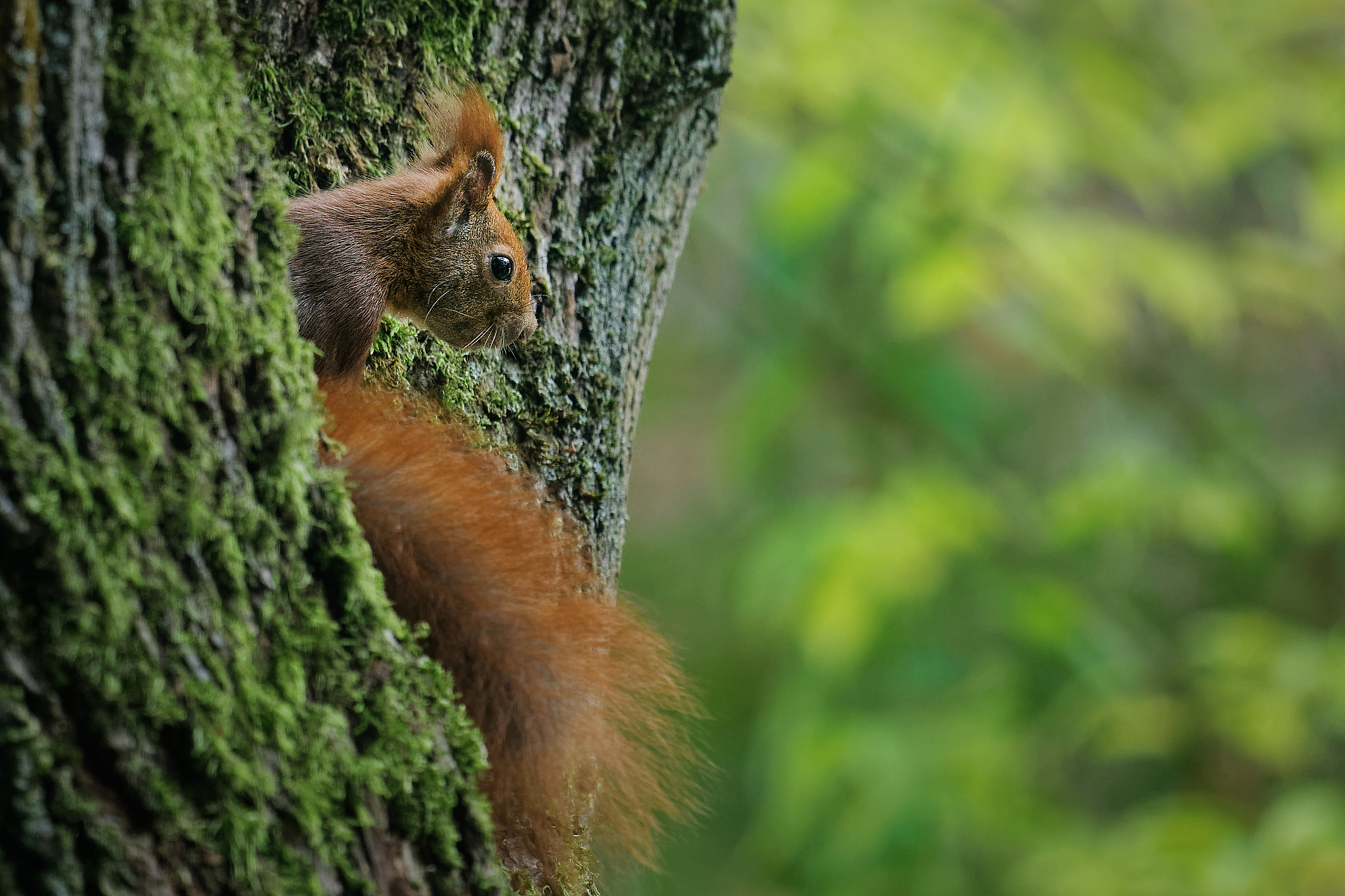Red Squirrel 3