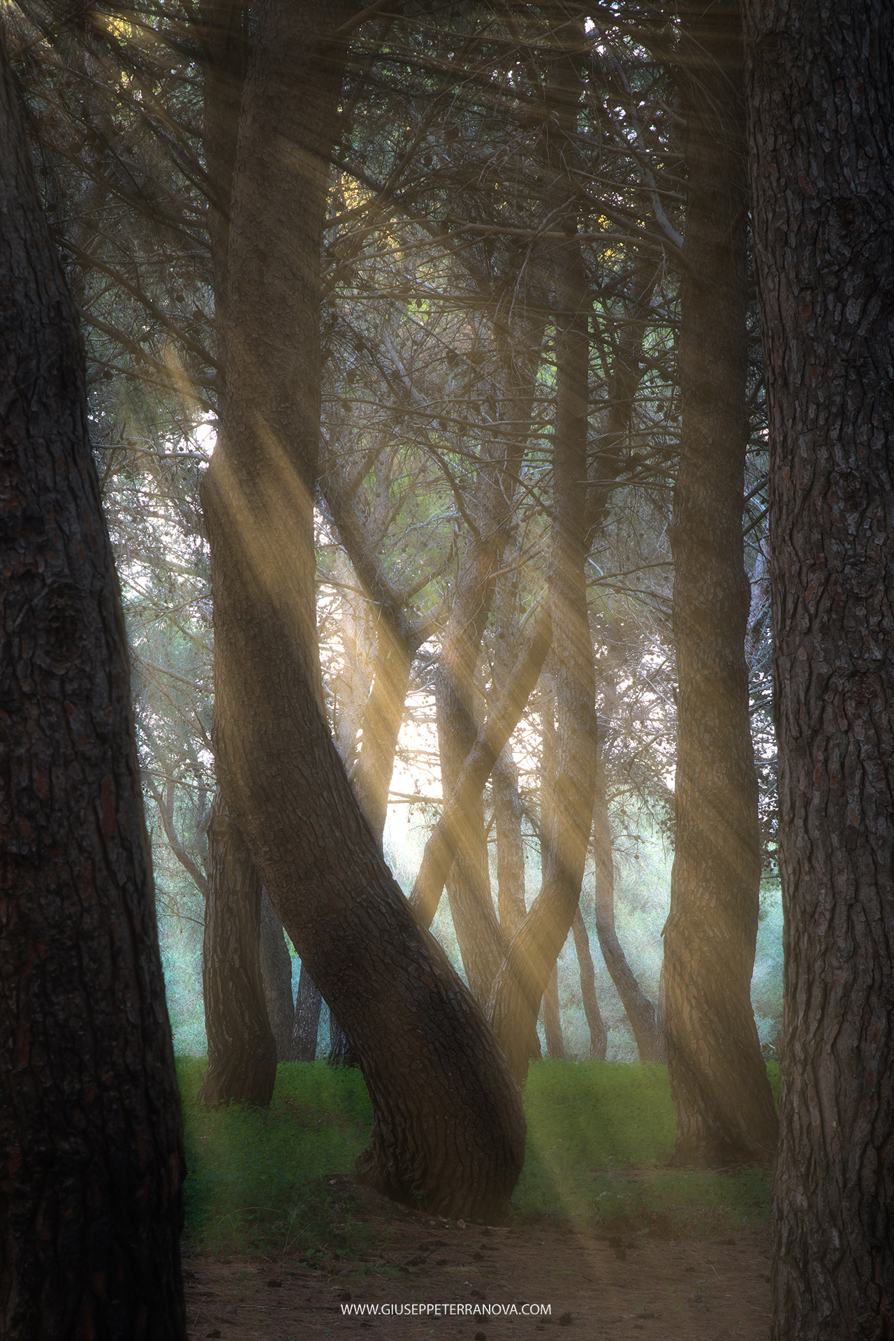 Creative light  in the woods