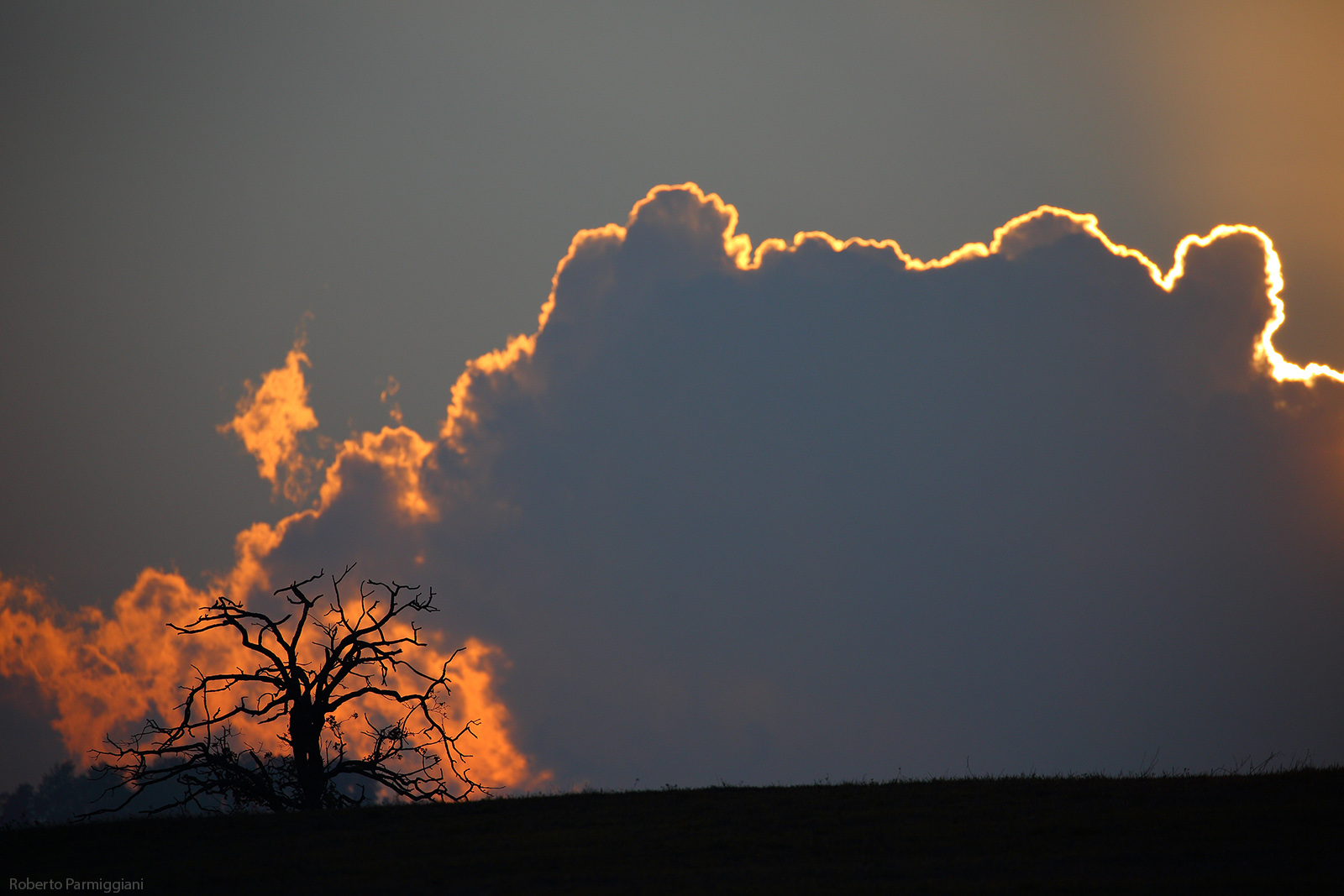 L albero e la nuvola
