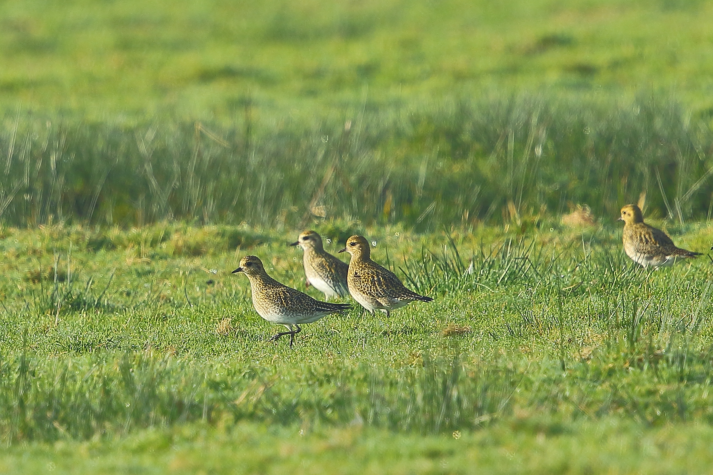 Golden plover