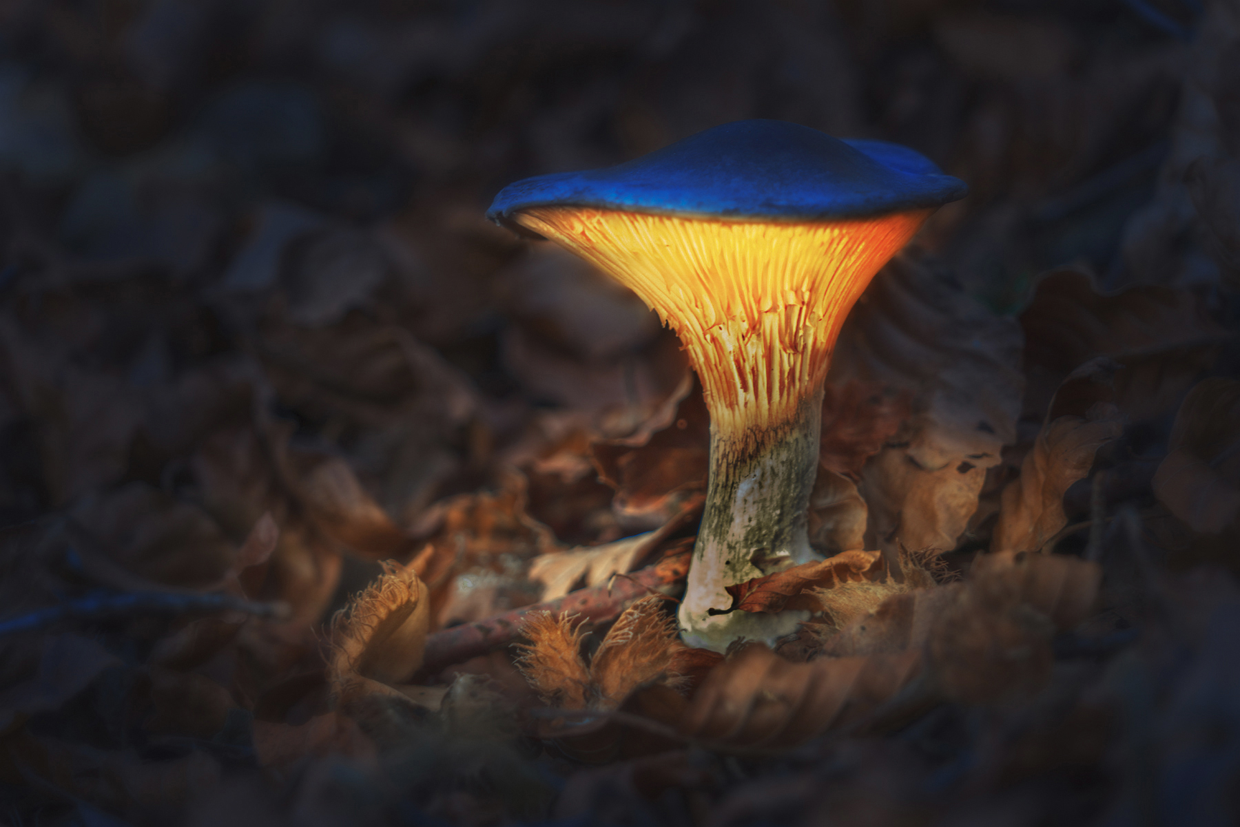 Glowing Mushroom